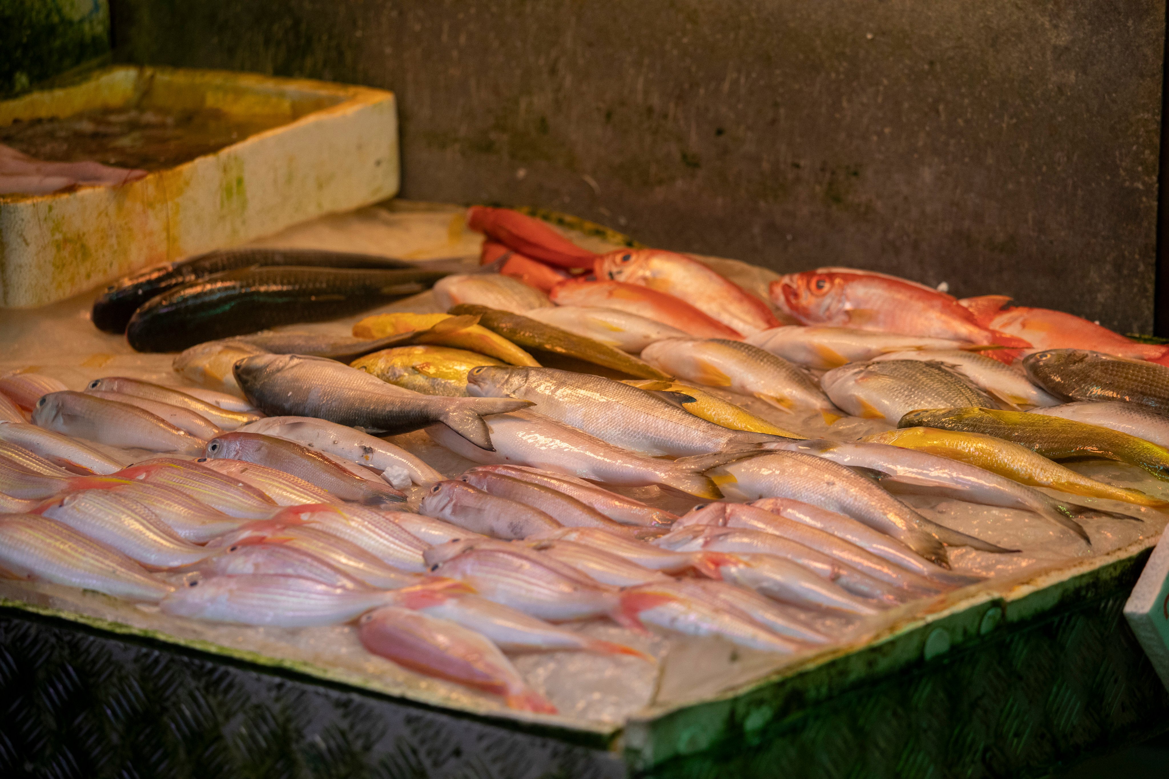 Authorities have urged residents to be careful when handling raw fish. Photo: Antony Dickson