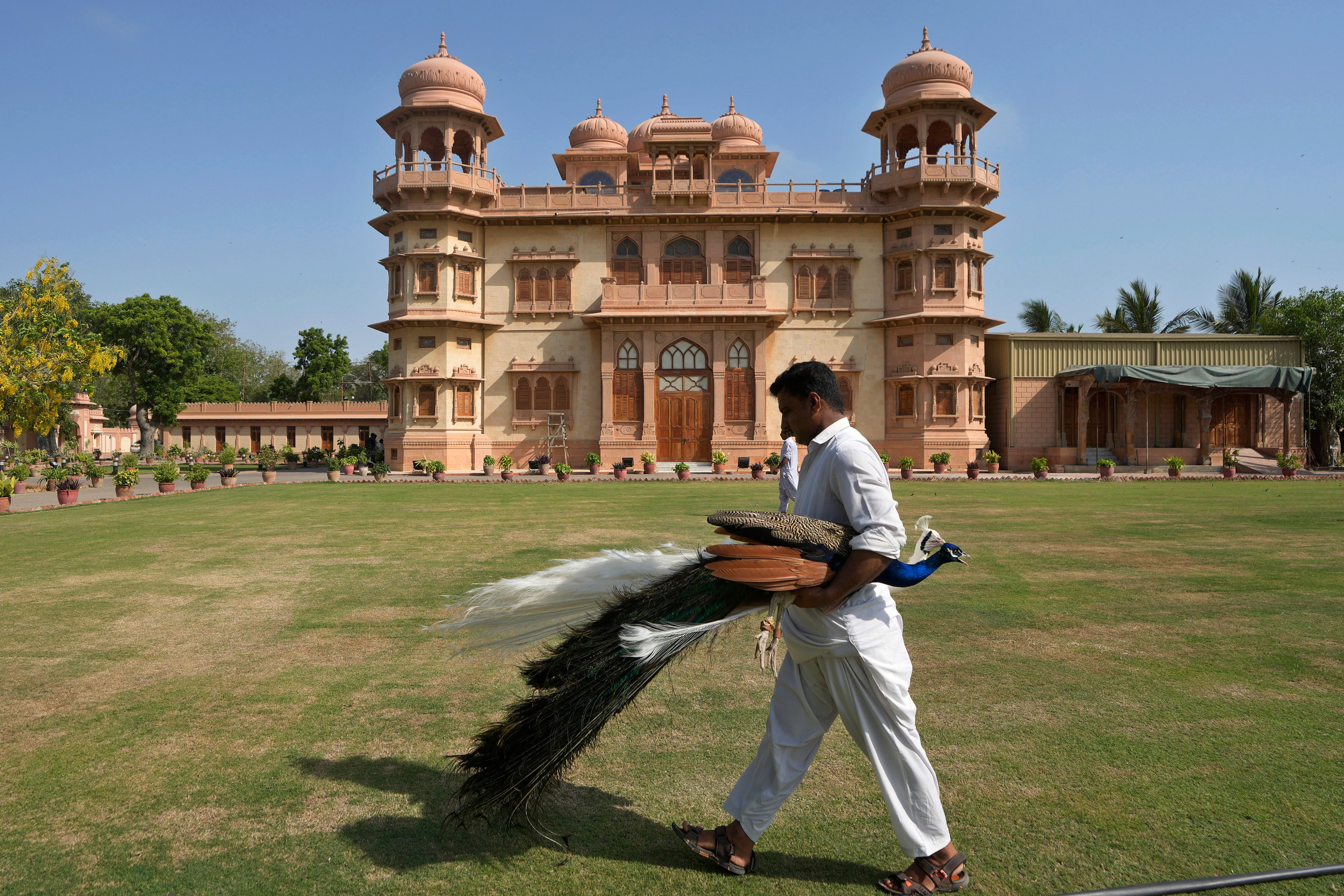 A worker moves a peacock from the lawn of Mohatta Palace in Karachi, which was built in the 1920s and has since been turned into a museum. Photo: AP