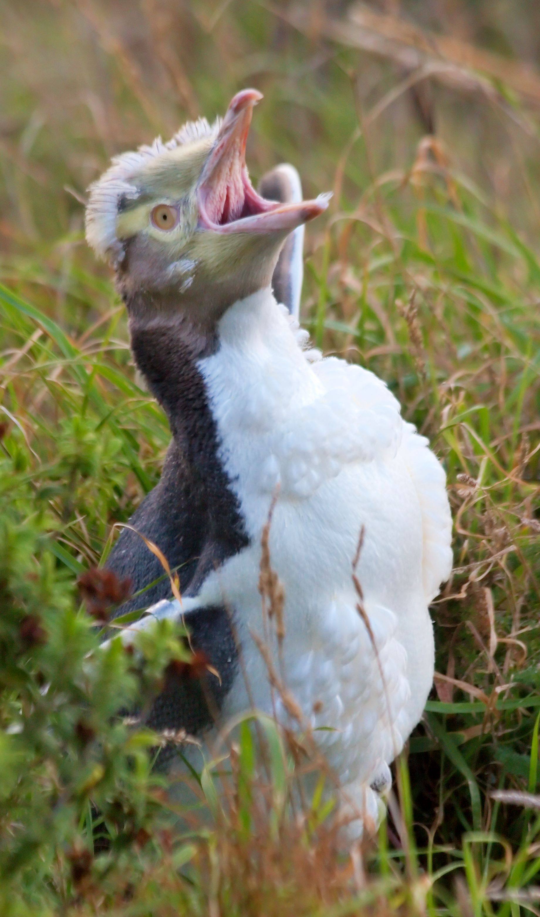 The hoiho’s name means “noise shouter” in the Māori language. It’s a shy bird that’s thought to be the world’s rarest penguin. Photo: Wikimedia Commons. 