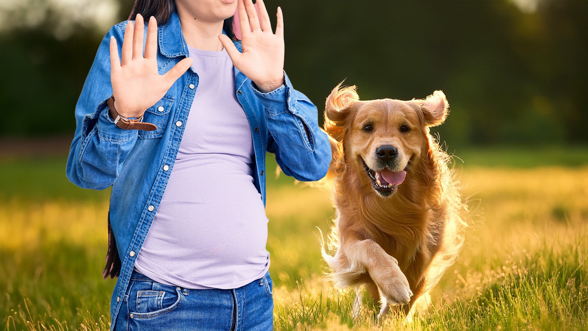 A dog owner in China compensates US$12,600 after their pet startled a pregnant woman, leading to a miscarriage. Photo: SCMP composite/Shutterstock