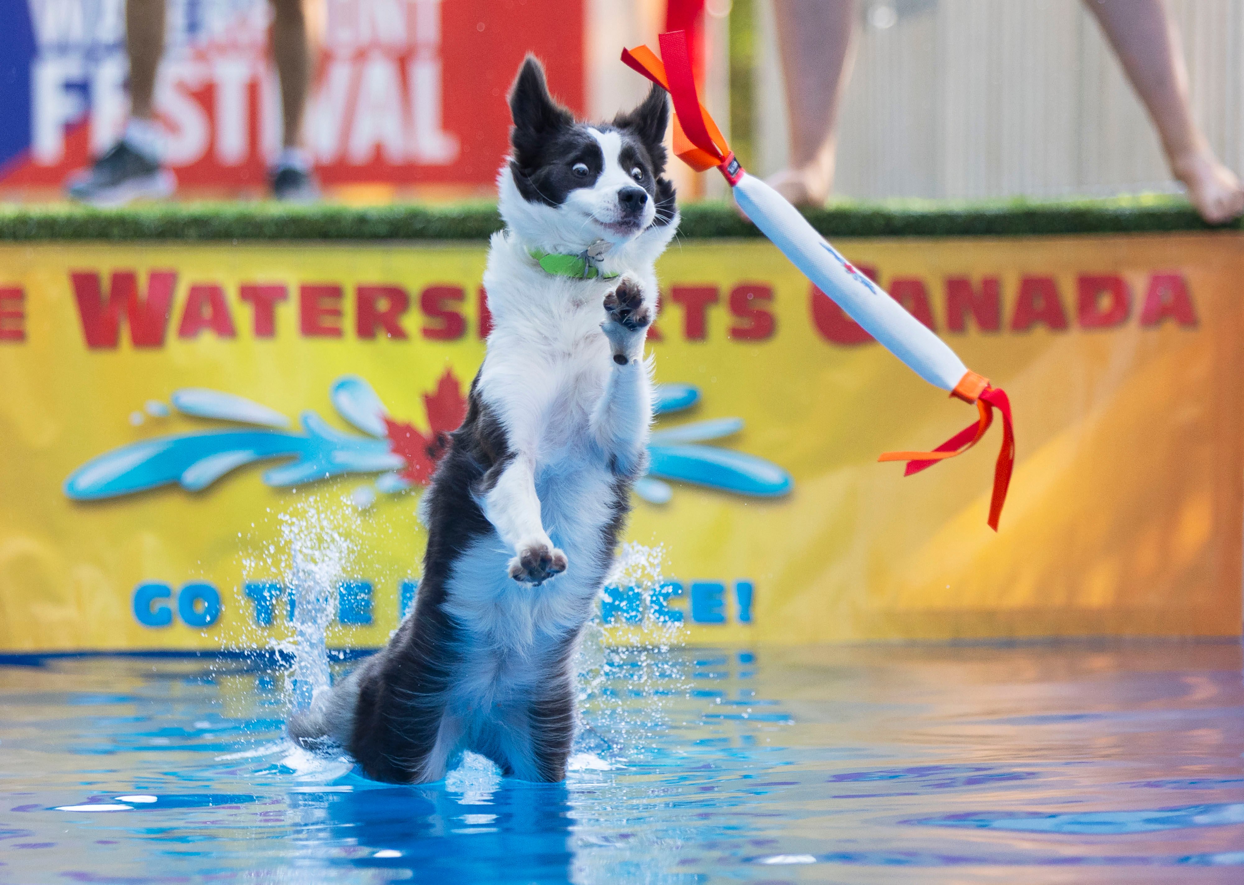 A pet dog jumps into a pool to catch a toy during a dock diving event. Photo: Xinhua