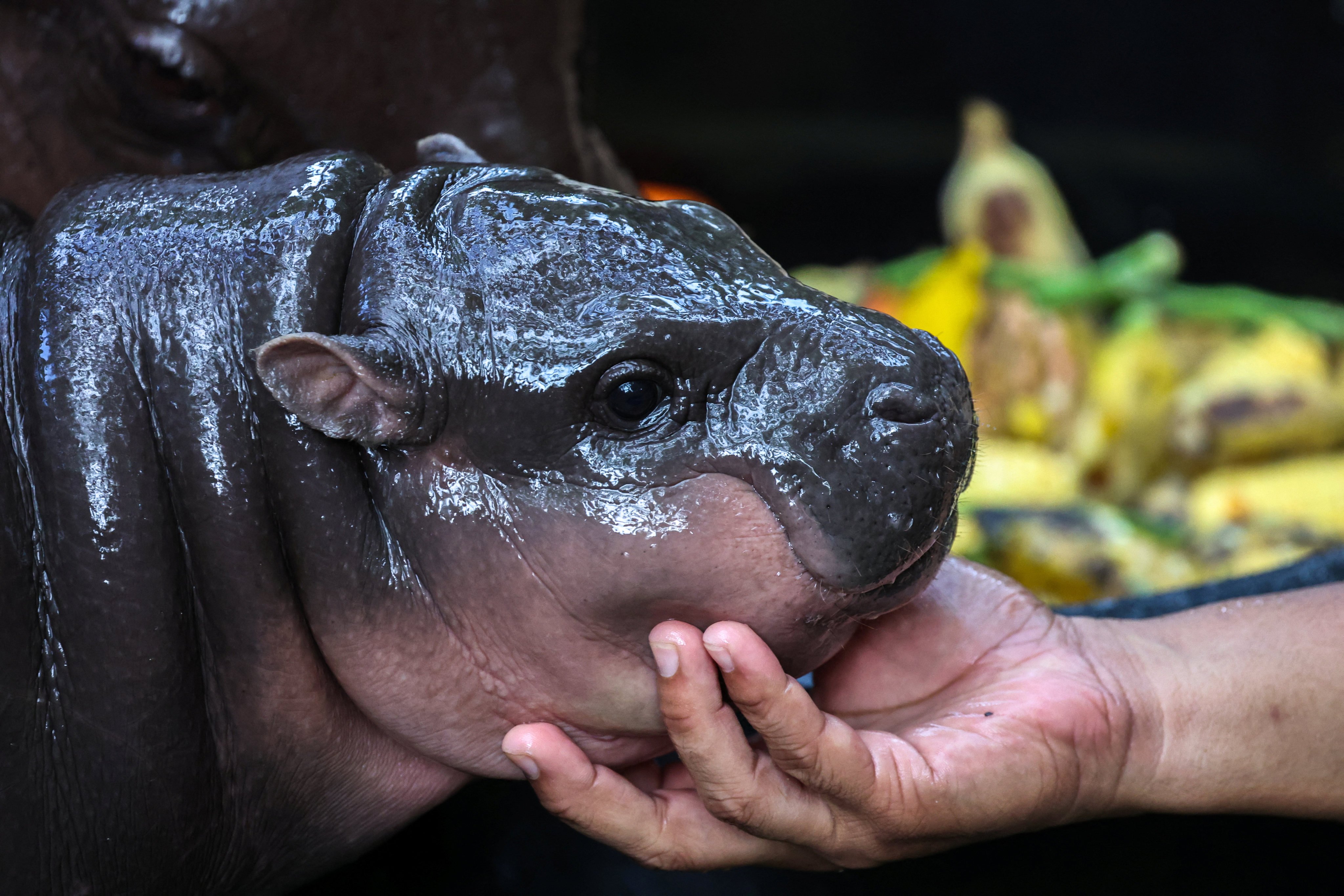 A two-month-old female pygmy hippo named Moo Deng has recently become a viral internet sensation. Photo: Reuters