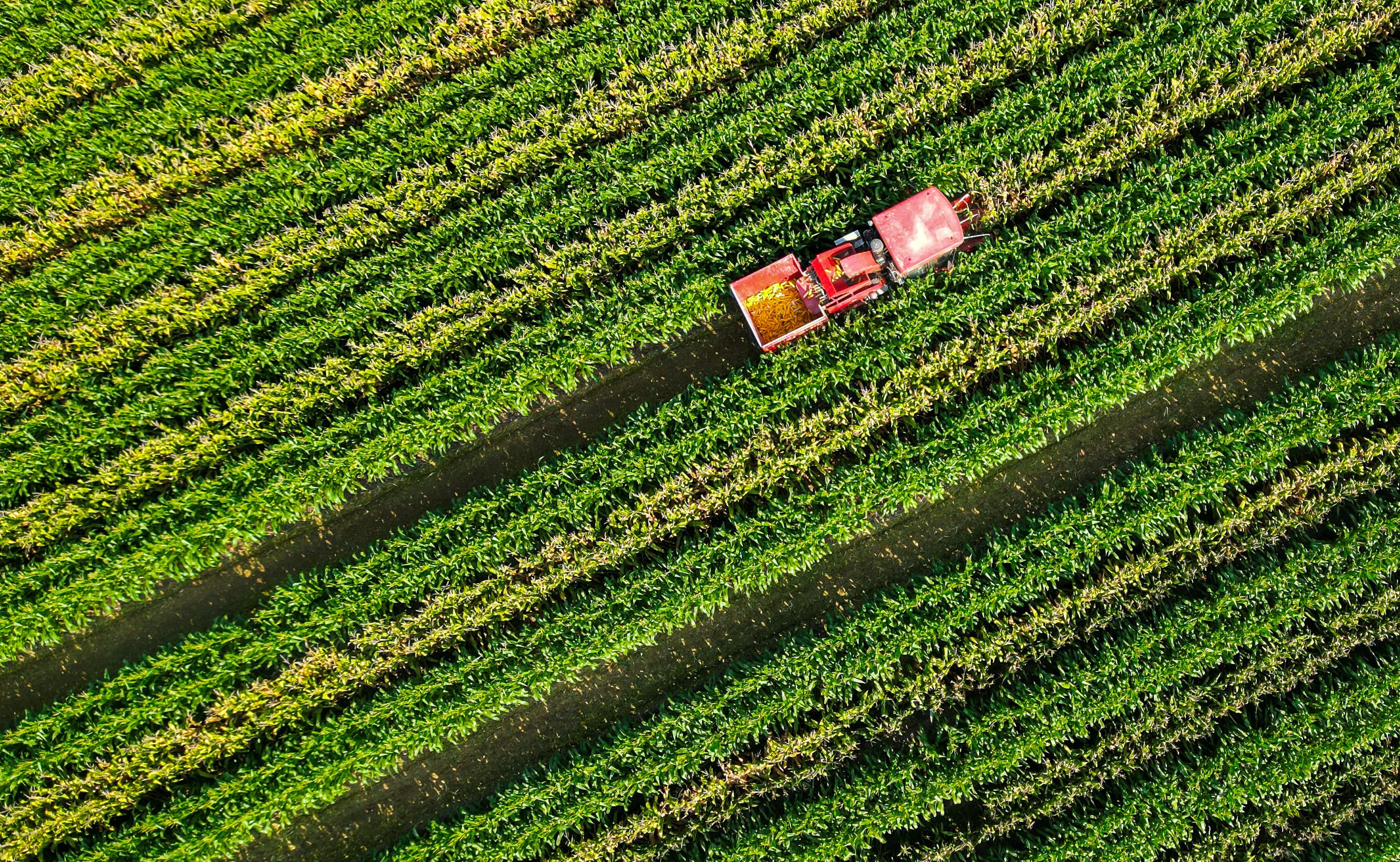 A farm machine harvests spring corn in a high-yield demonstration area in ​​Li Que Town, Guangrao County, Dongying City, Shandong province, on August 16, 2024. Photo: Xinhua