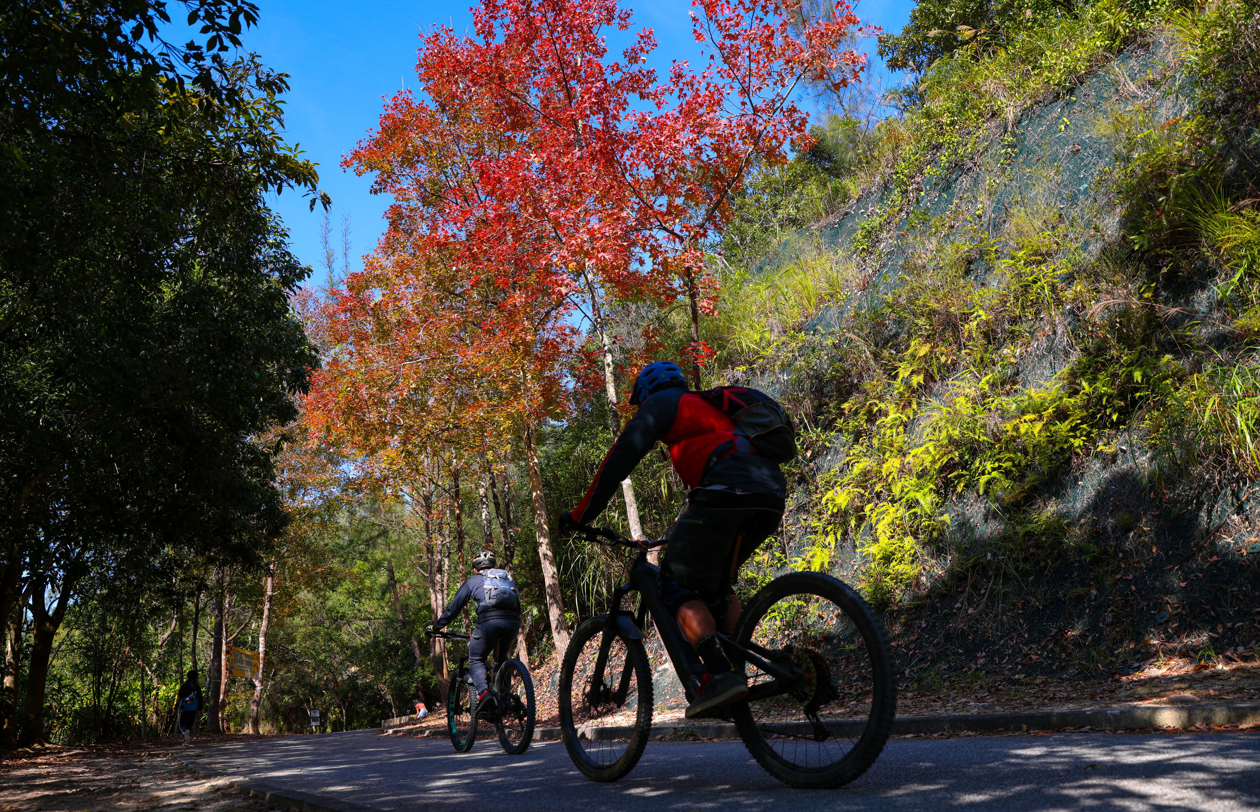 Hong Kong has many scenic routes but it is best to join local bike tours, experts say.⁠ Photo: Yik Yeung-man