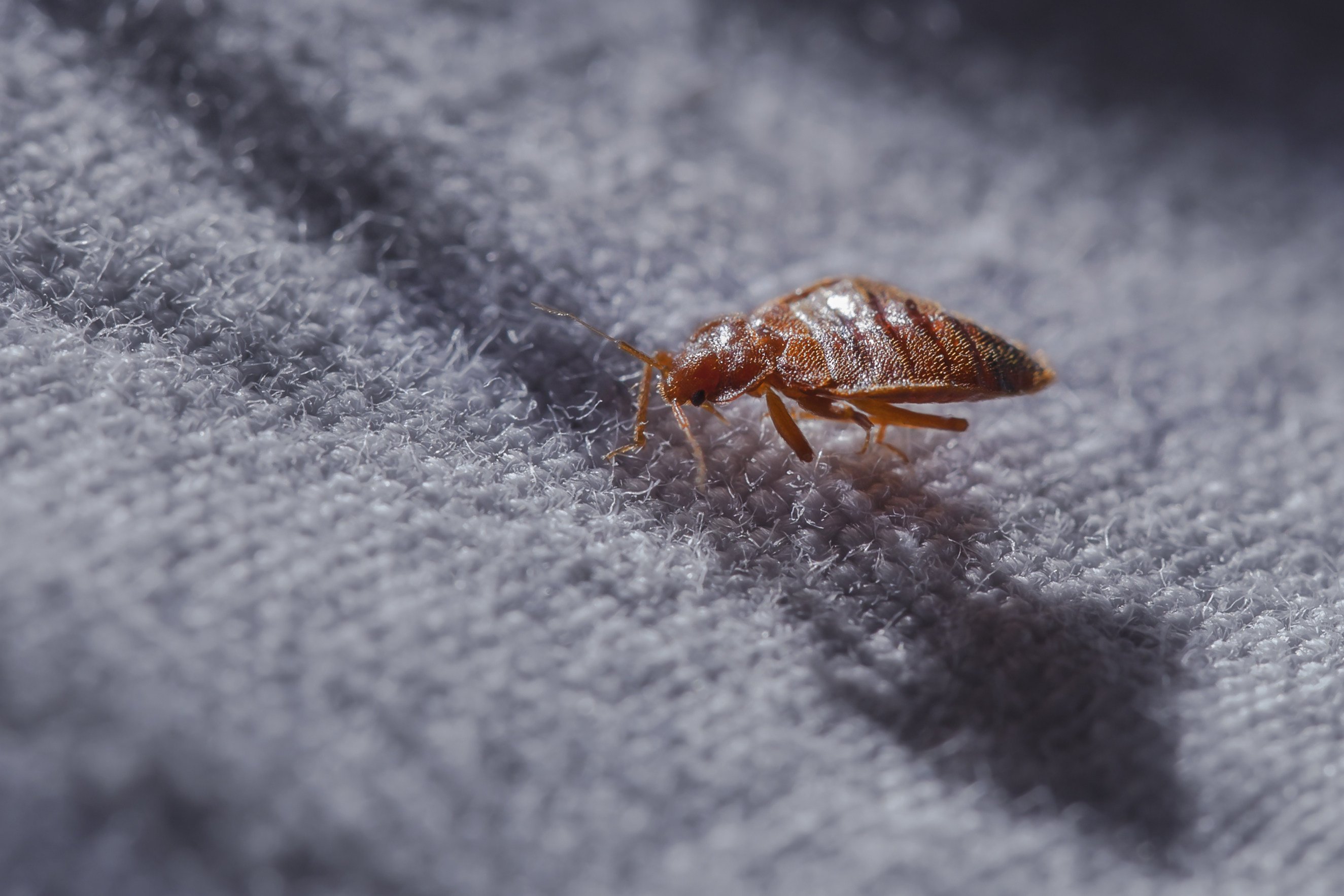 A patient in a post-admission care unit complained of itchy skin before staff found bedbugs in his bedding. Photo: Shutterstock