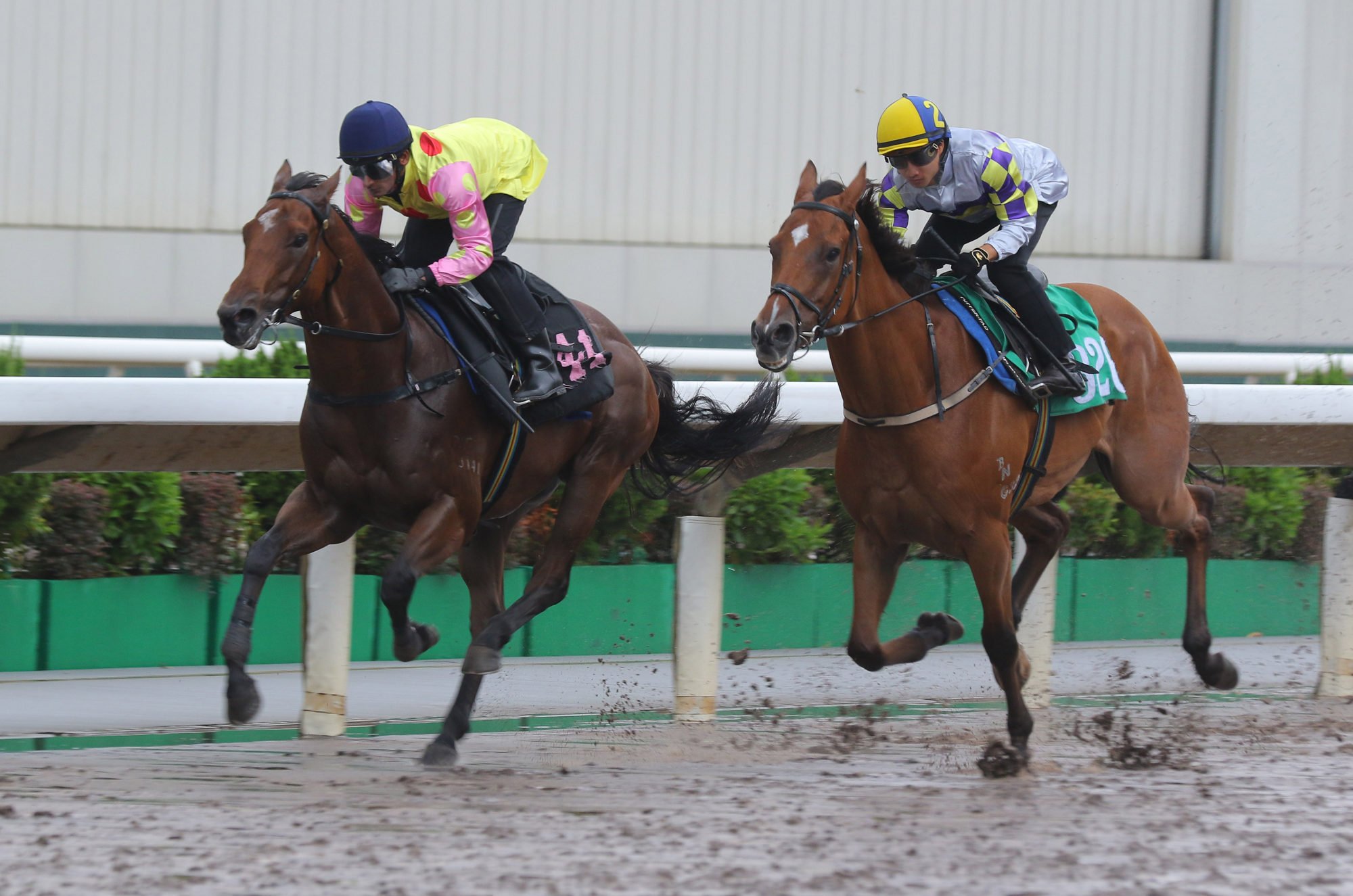 Yellowfin (right) chases home Sing Dragon in a Sha Tin dirt trial.