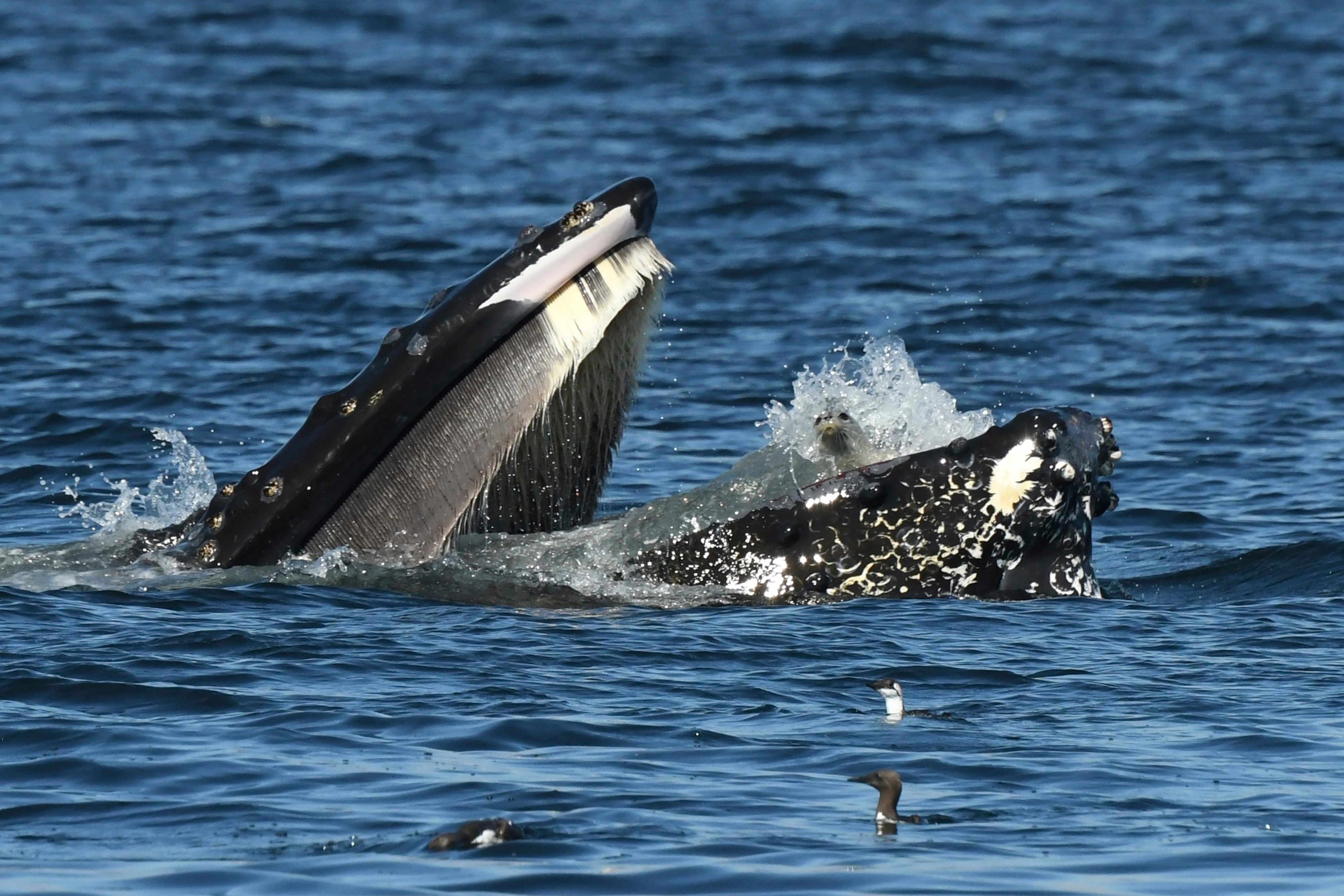 A seal is seen in the mouth of a humpback whale on Thursday in the waters off of Anacortes, Washington. Photo: Brooke Casanova/Blue Kingdom Whale and Wildlife Tours via AP