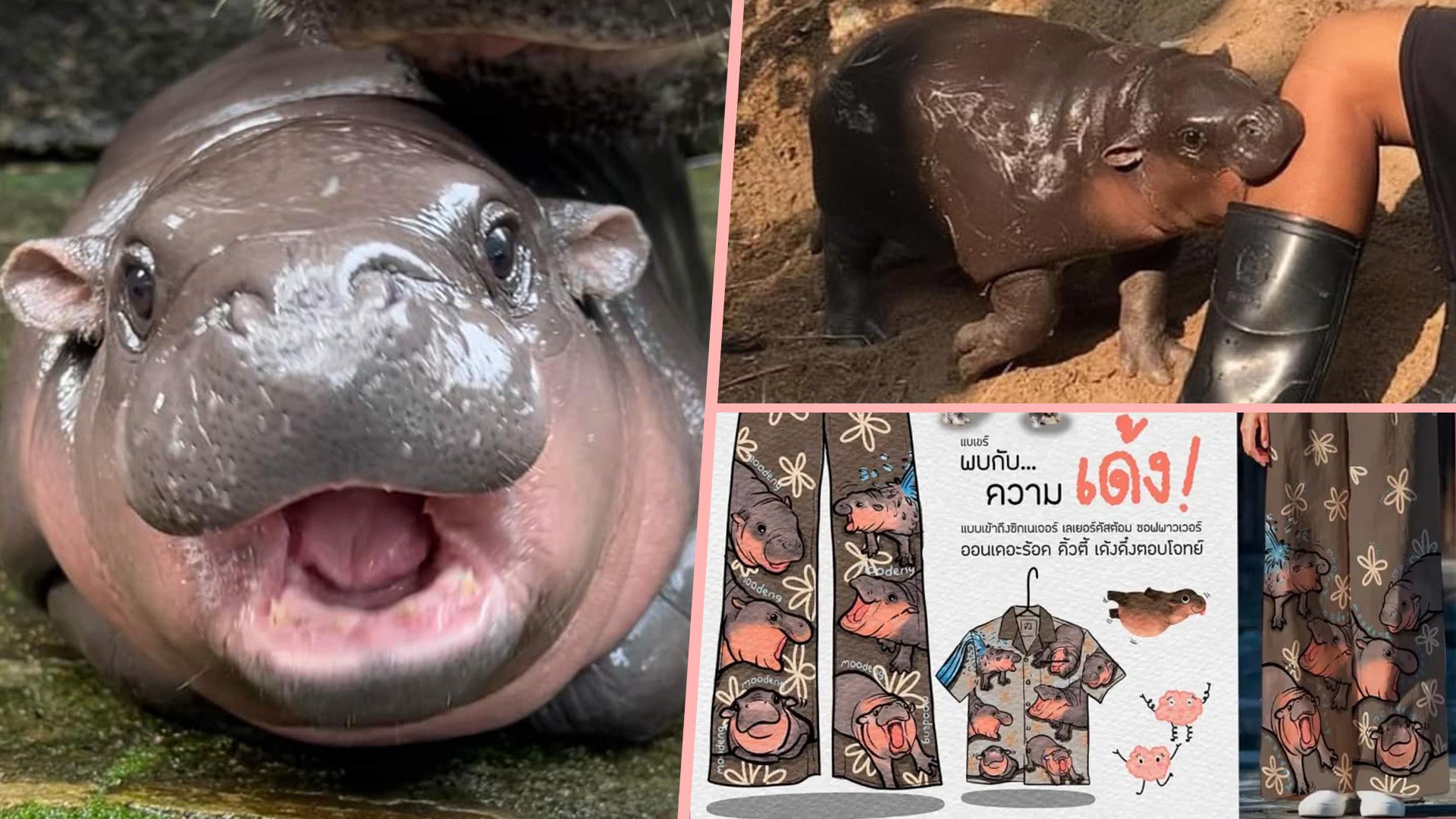 Thai baby hippo Moo Deng has taken the internet by storm with her undeniable cuteness, attracting zoo visitors and becoming a viral sensation. Photo: SCMP composite/Facebook/X.com