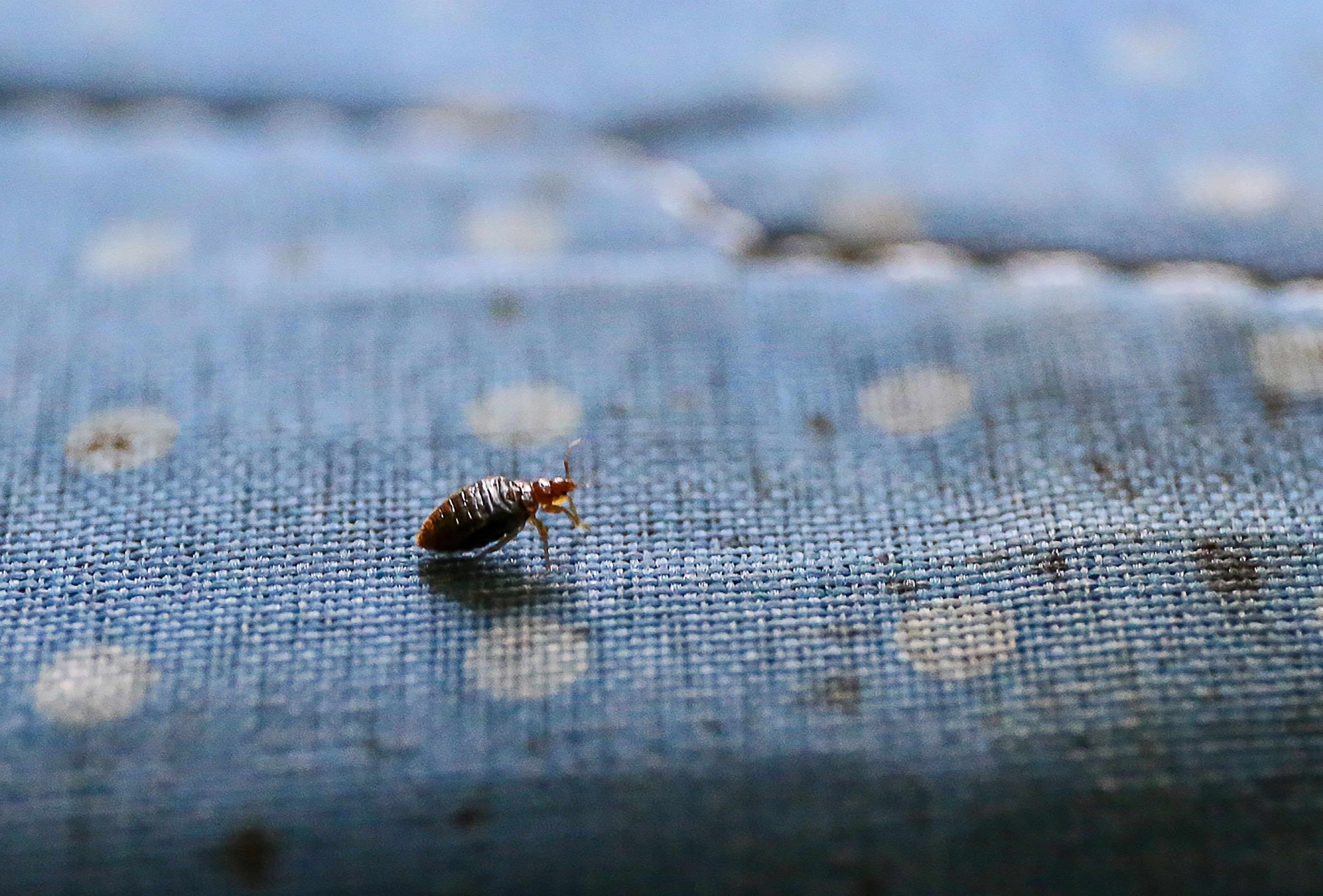 Bedbugs are usually found in mattresses, cracks in bedframes, upholstery, chairs and sofas. Photo: Rachel Cheung