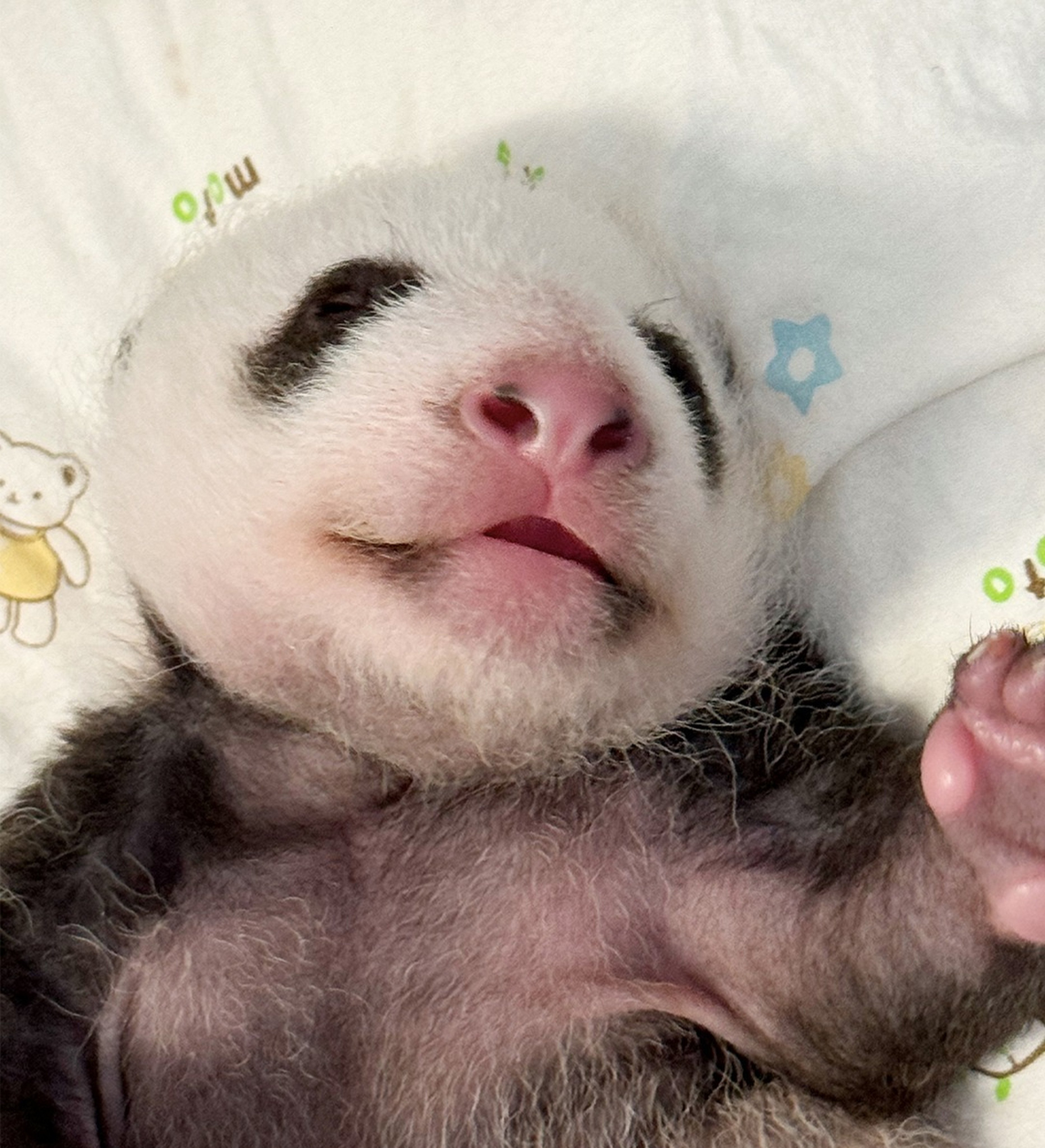 “Little Sister” takes a small nap as she reaches five weeks old. Photo: Handout