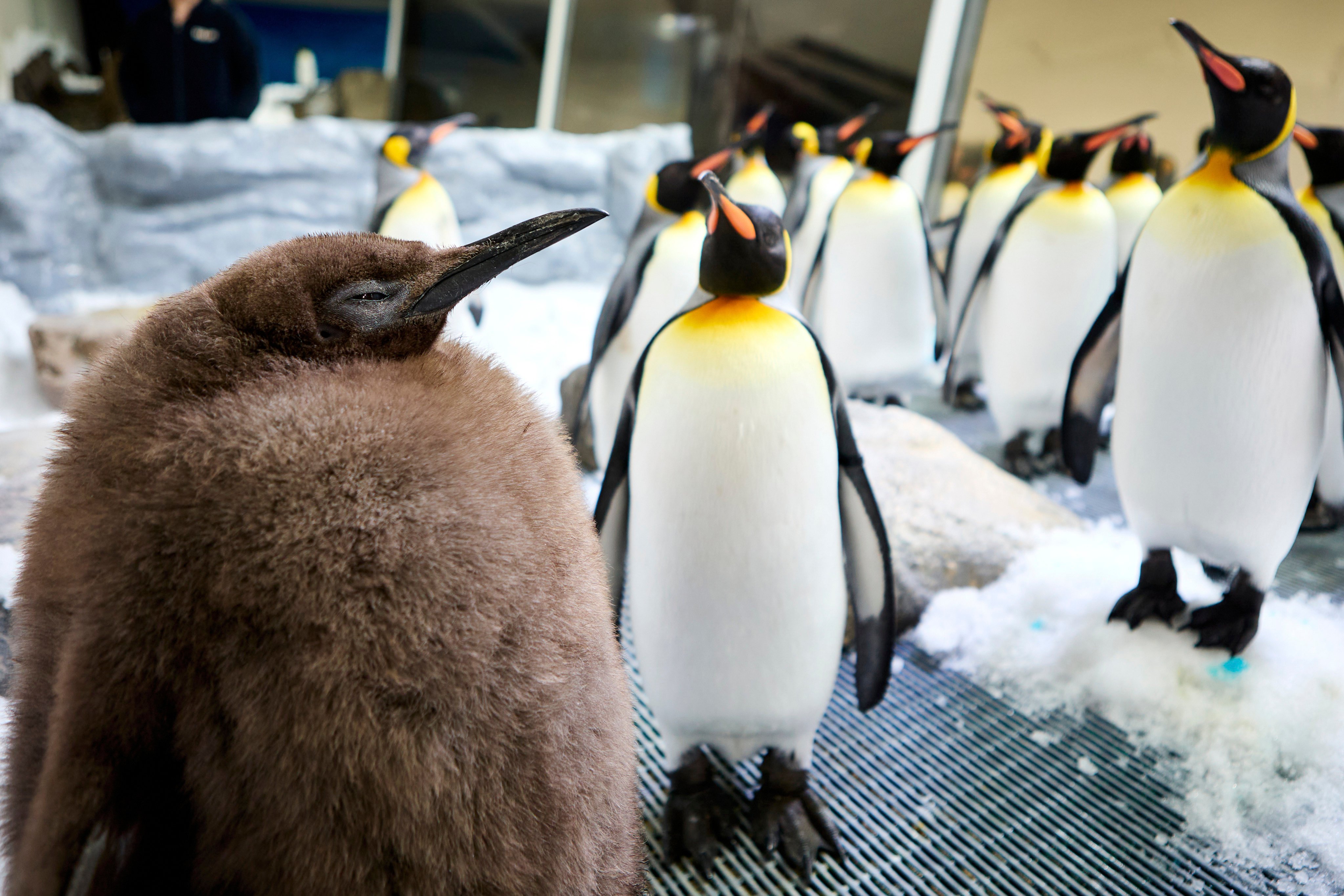 King penguin chick pesto (left) who weighs as much as both his parents combined, mingles in his enclosure at Australia’s Sea Life Melbourne Aquarium. Photo: AP