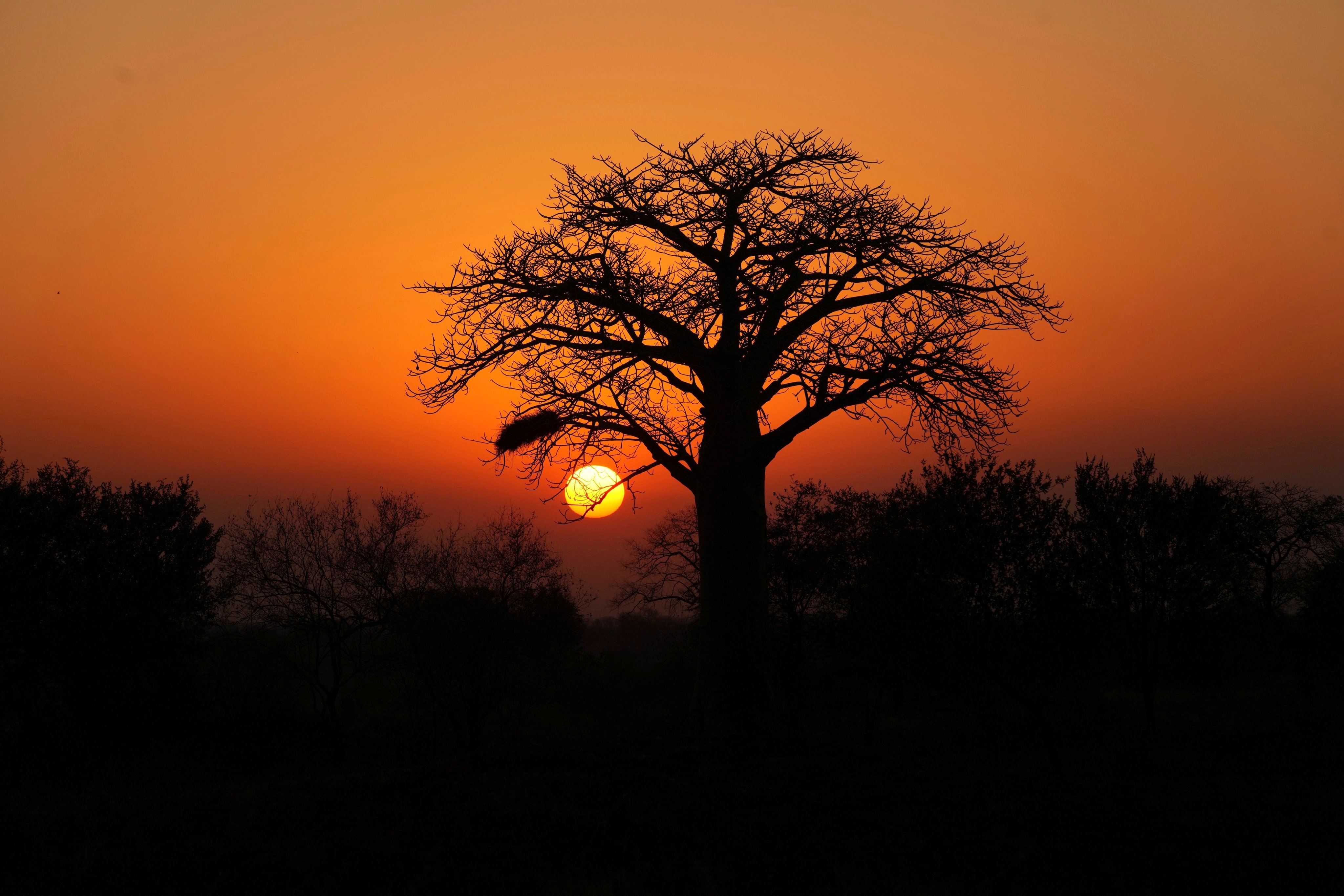 The sun rises behind a baobab tree in the Save Valley Conservancy, Zimbabwe. Photo: AP