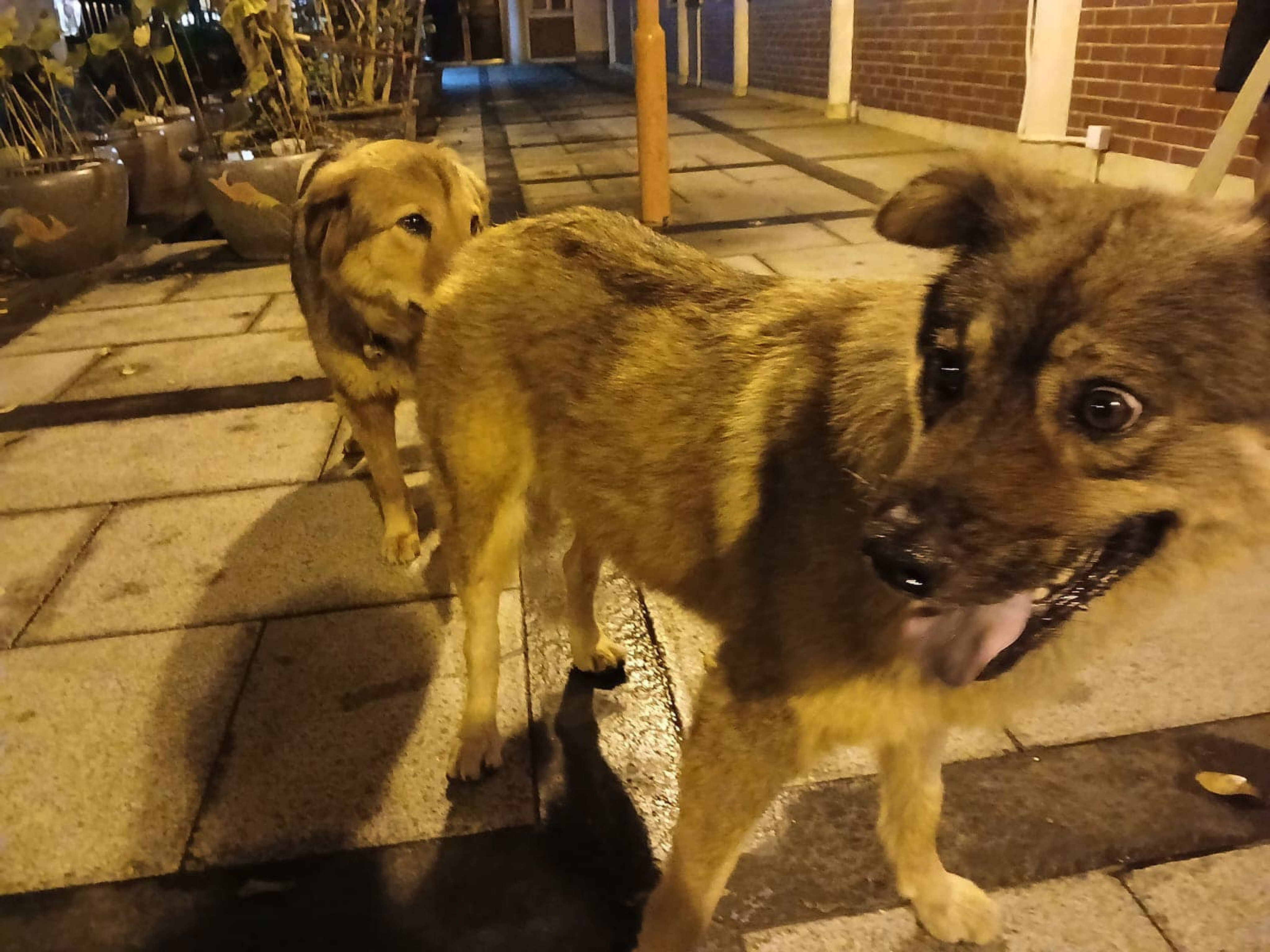 The monastery on Sunday released pictures of the two dogs together again. Photo: Po Lin Monastery