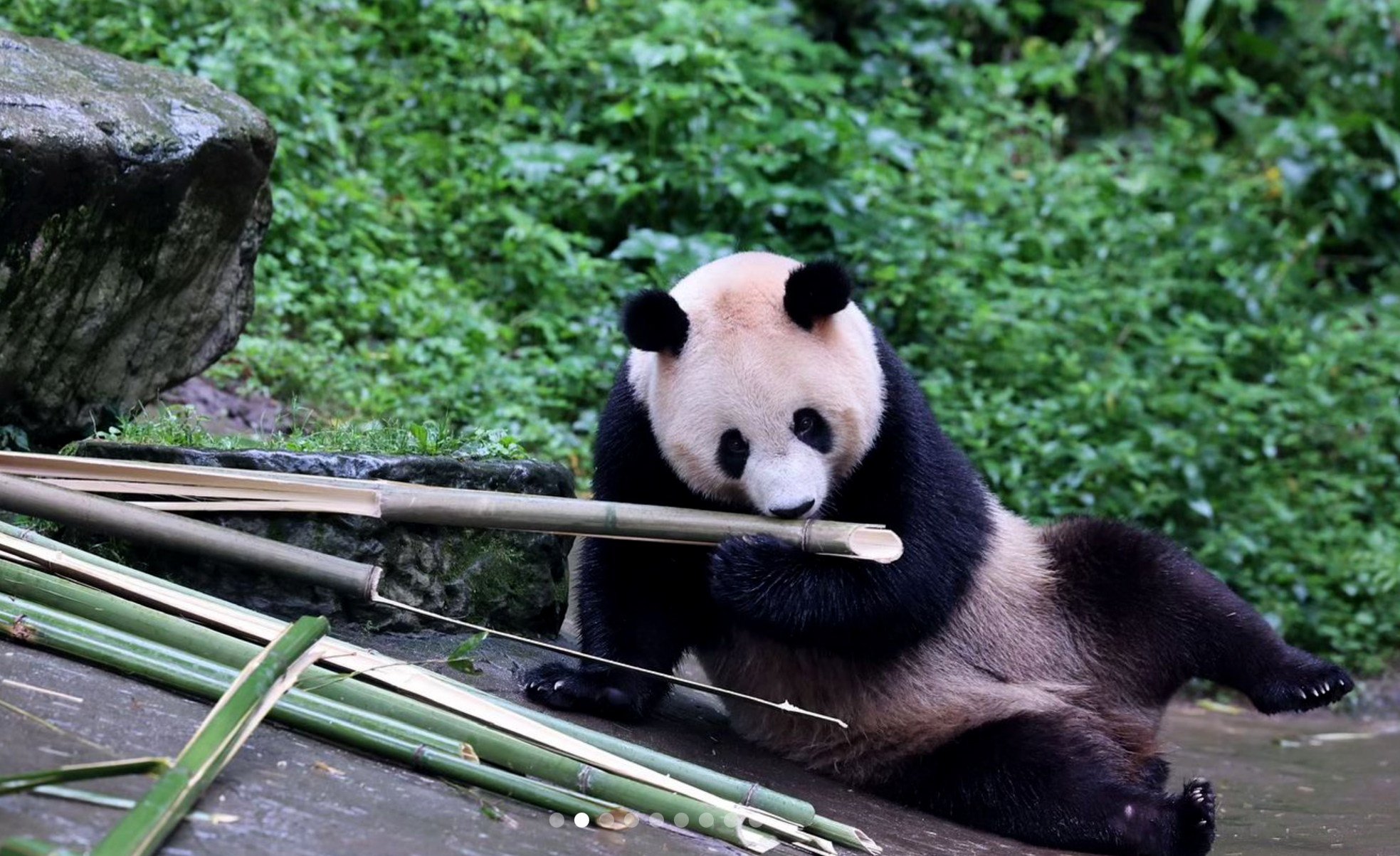 One of the pandas living at the Dujiangyan base of the China Conservation and Research Centre. Beijing has gifted two of the animals to Hong Kong. Photo: Handout