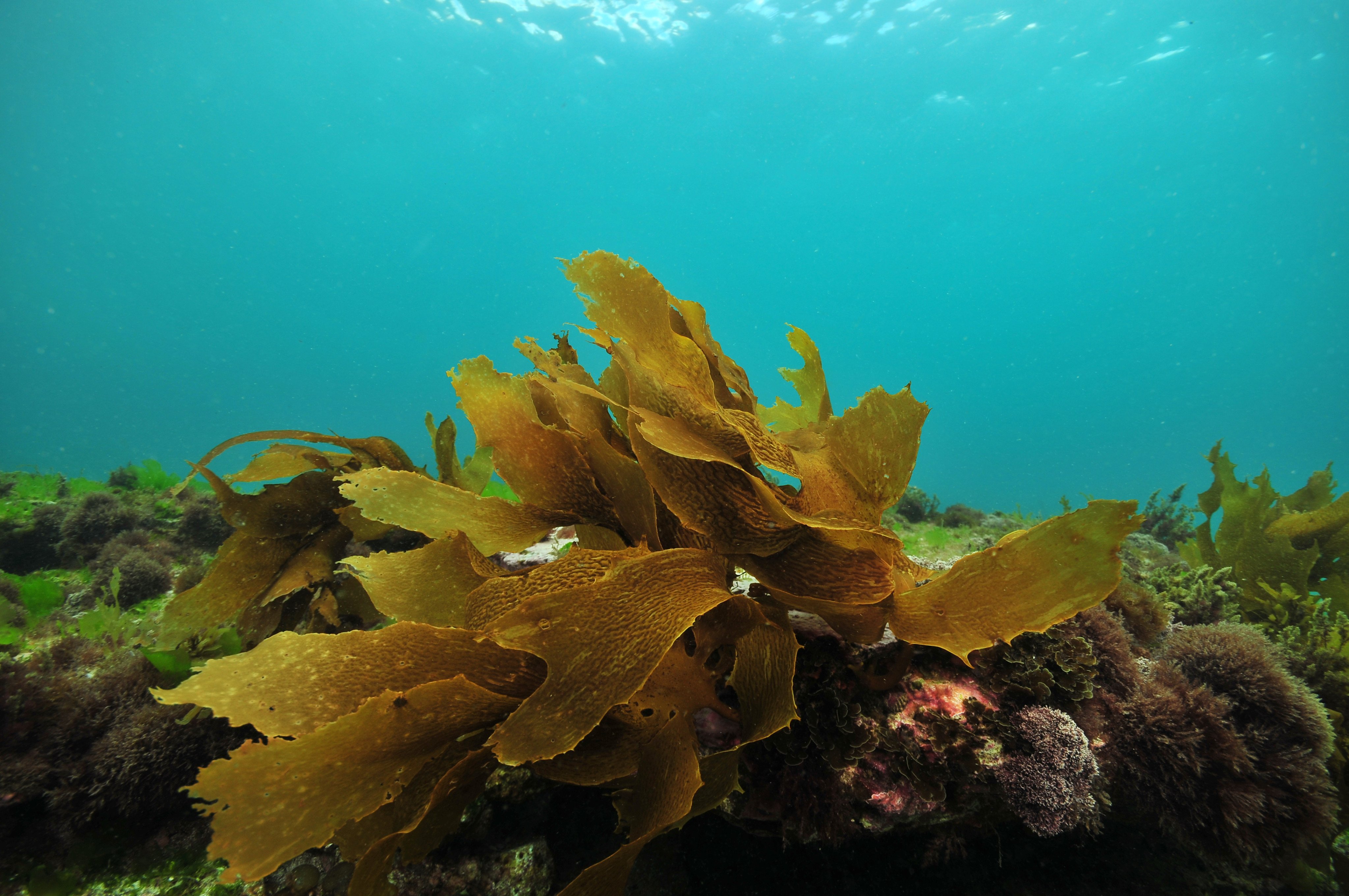 A new study suggests that brown algae seaweed called ecklonia cava “appears to protect against neurodegeneration”, and may be used in the fight against Parkinson’s disease.
Photo: Shutterstock