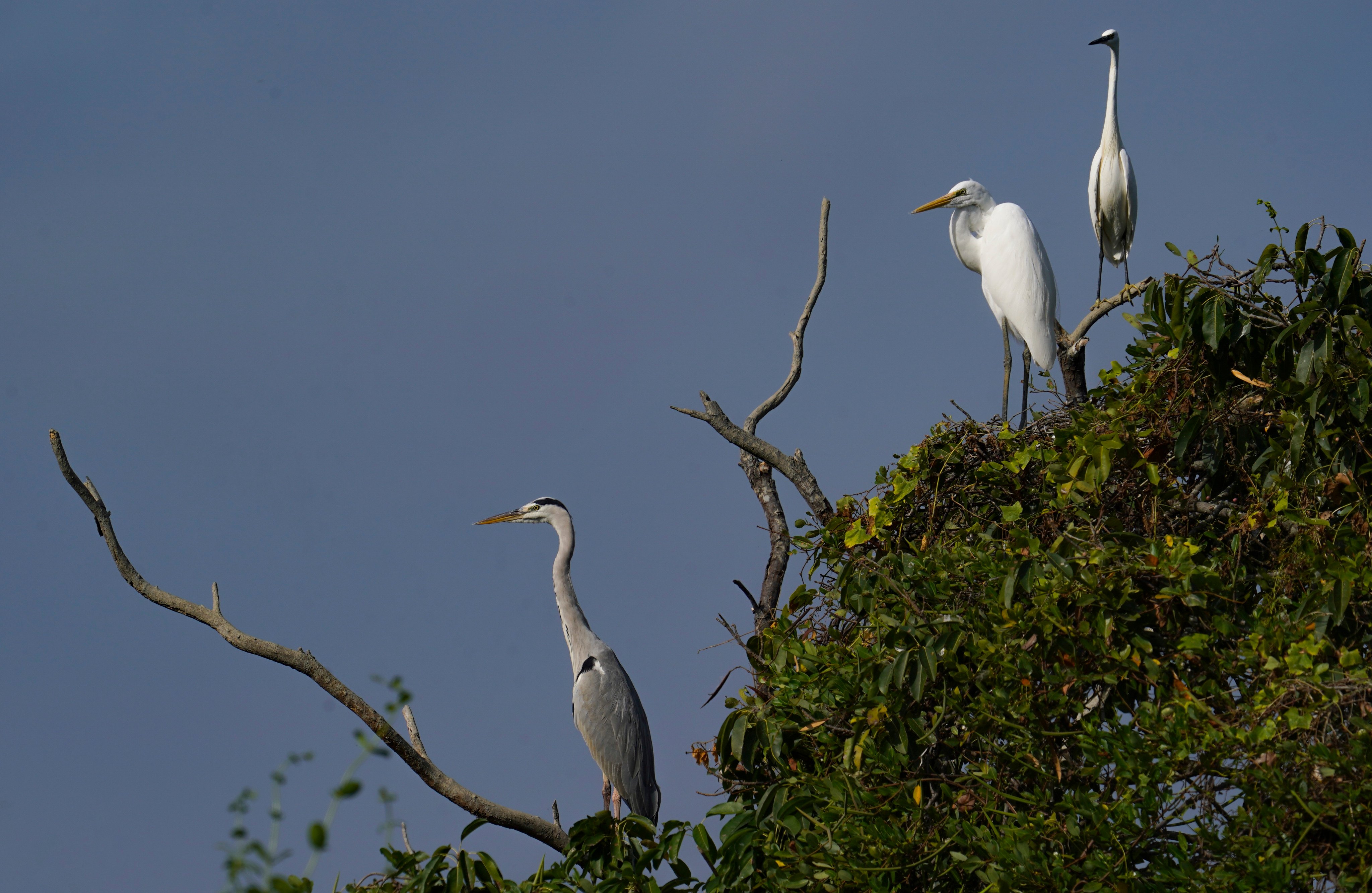 Migratory birds at Mai Po Wetlands near the Hong Kong-China border. The Merlin Bird ID app lets birdwatchers quickly identify species they encounter in different parts of the world by uploading a photo or a recording of their song. Photo: Sam Tsang