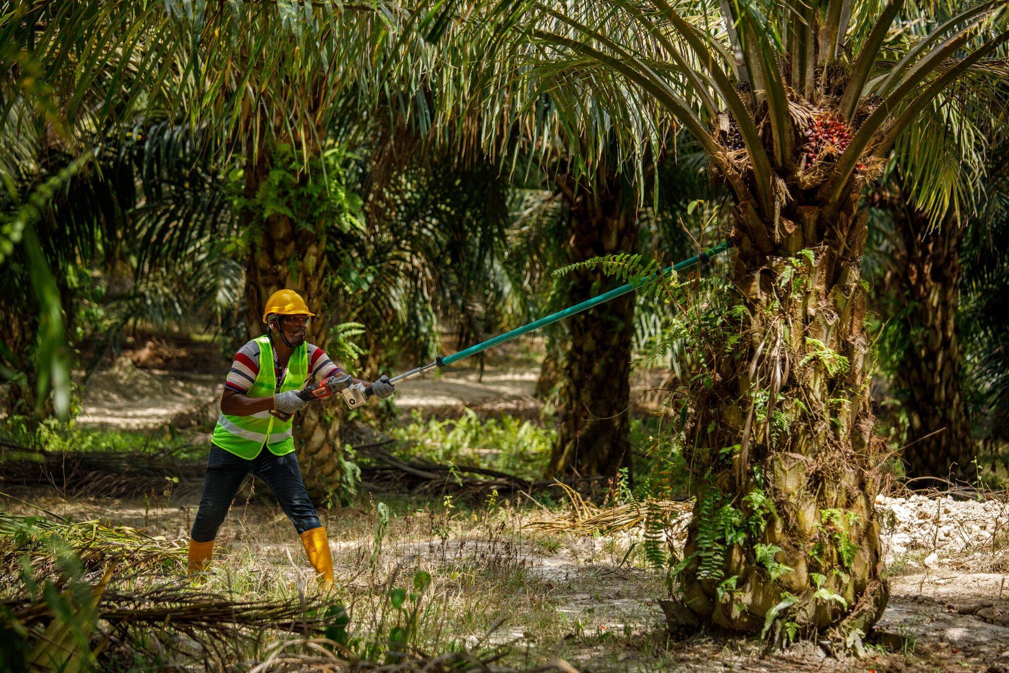 A worker harvests palm oil fruits in Johor, Malaysia. Photo: Bloomberg