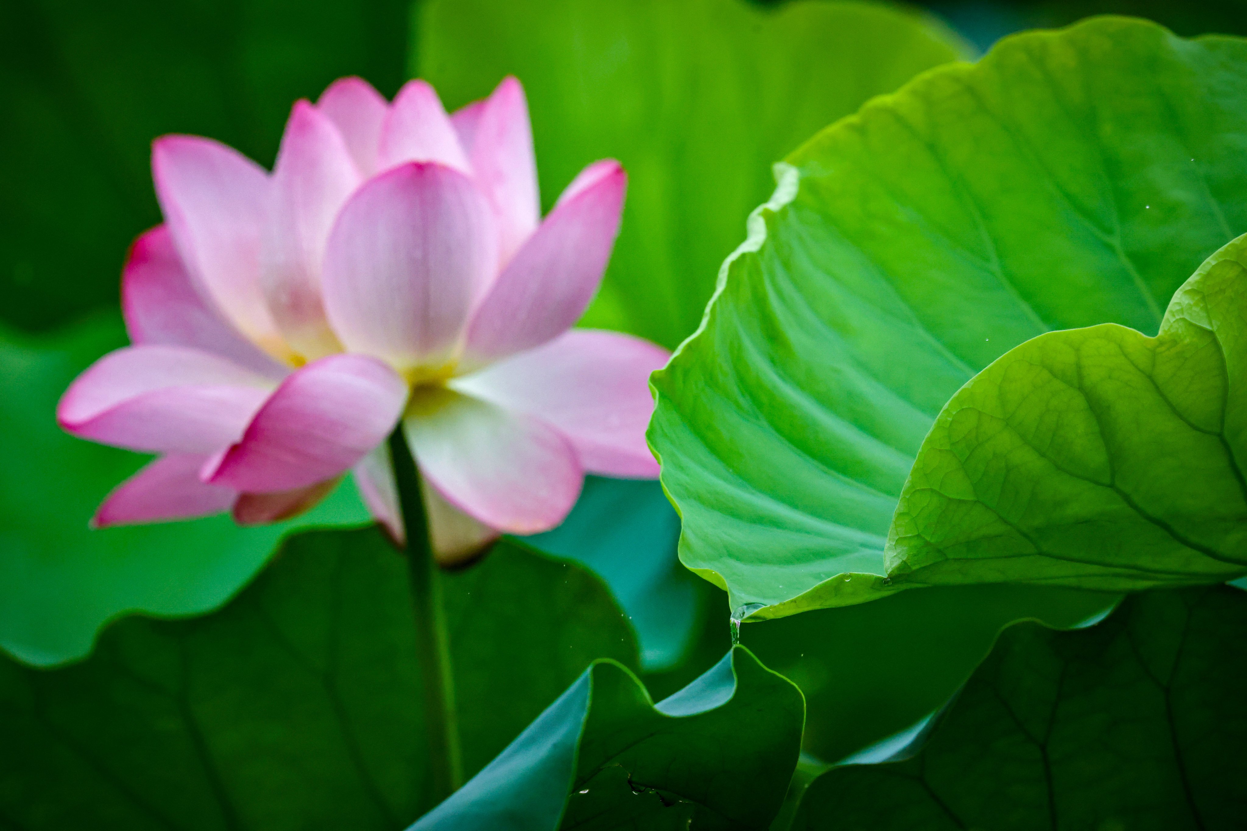 A team of Chinese researchers has built a  leaf transpiration generator (LTG) prototype device to show that electricity can be generated using lotus leaves. Photo: K.Y. Cheng