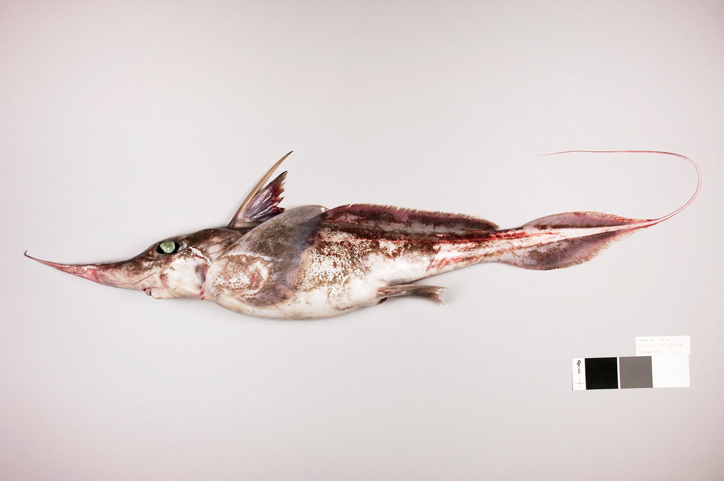 The Australasian Narrow-nosed Spookfish was found living in the deep waters of Australia and New Zealand. Photo: National Institute Of Water and Atmospheric Research Ltd / Handout via AFP