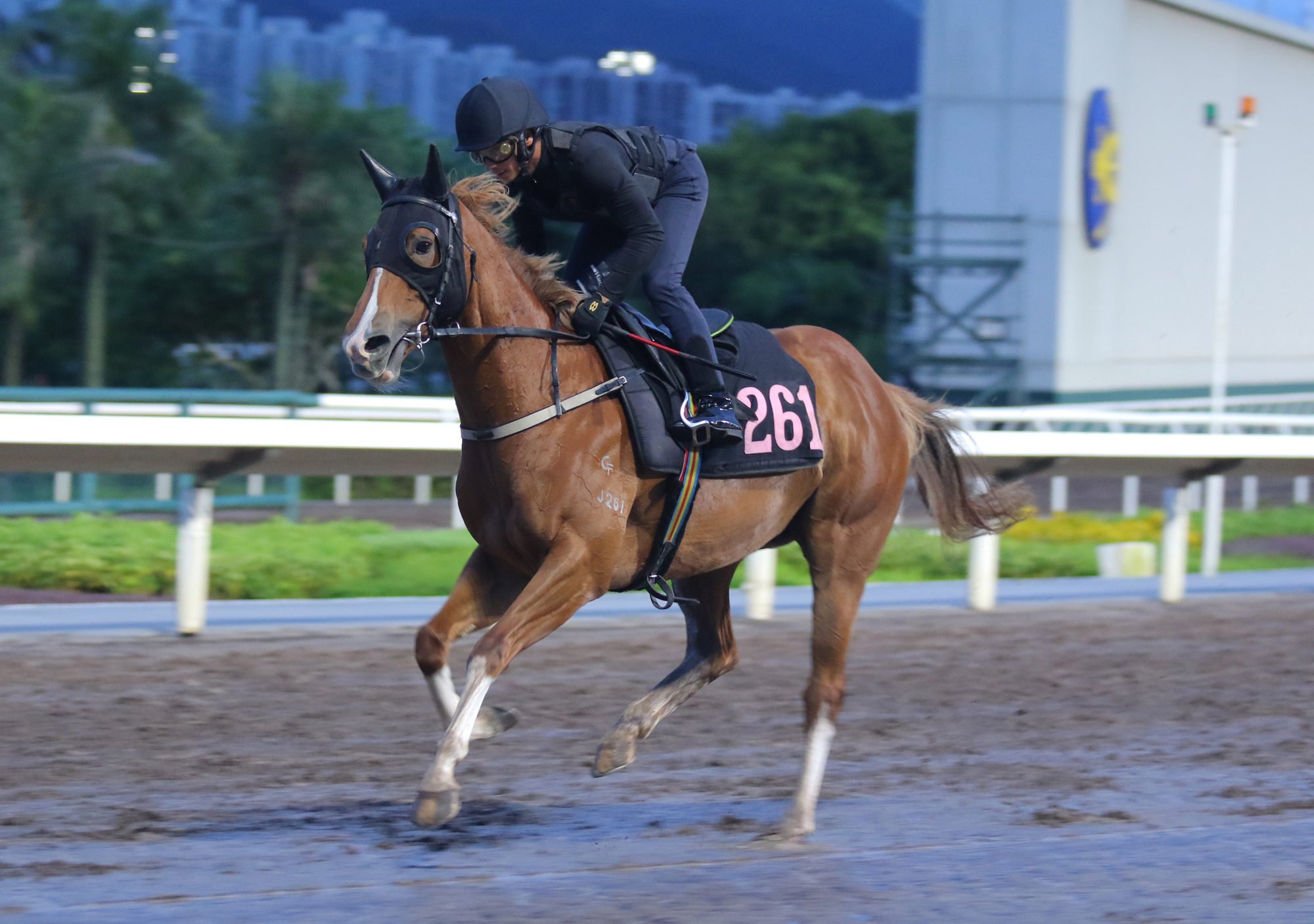 Sight Happy gallops on the Sha Tin all-weather track on Monday.