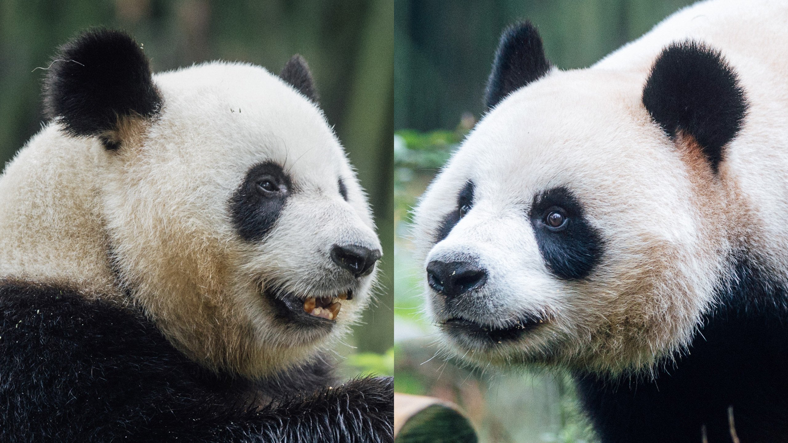 Giant pandas Ke Ke (left) and An An, as they are known in Sichuan, will touch down in Hong Kong on Thursday. Photo: Ocean Park