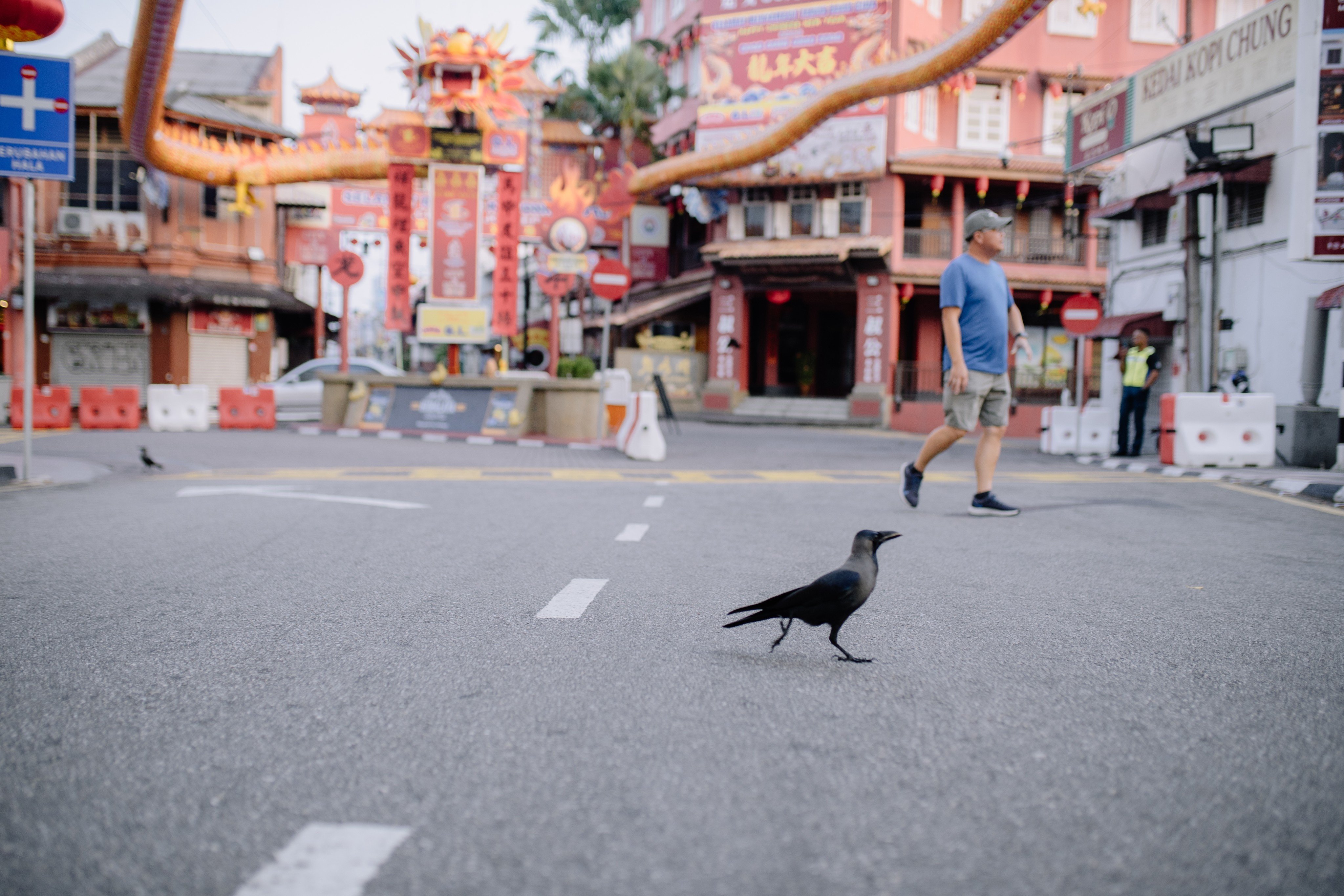 A crow crosses a road in Melaka. Crows, like pigeons and rats, are classified as public pests in Malaysia due to their potential to spread diseases. Photo: Shutterstock