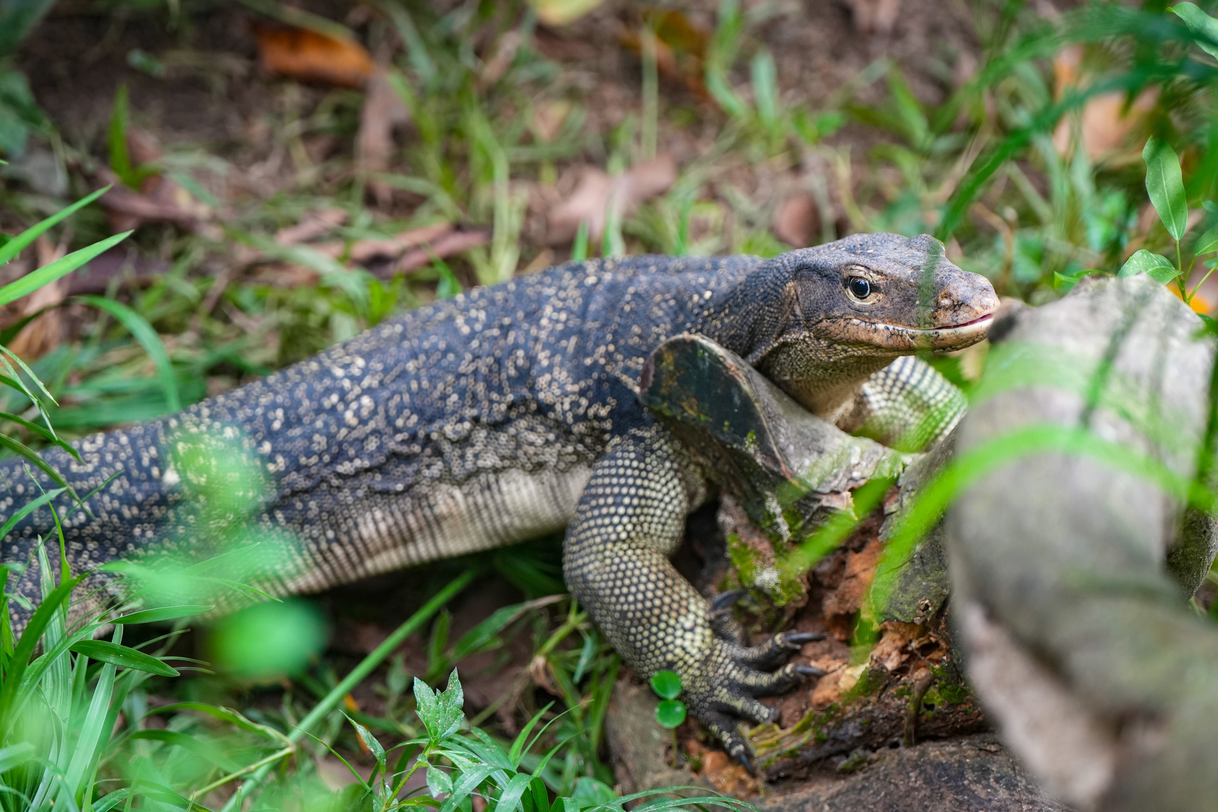 Monitor lizard “Aberdeen” escaped from care for nearly two weeks last year. Photo: Sam Tsang