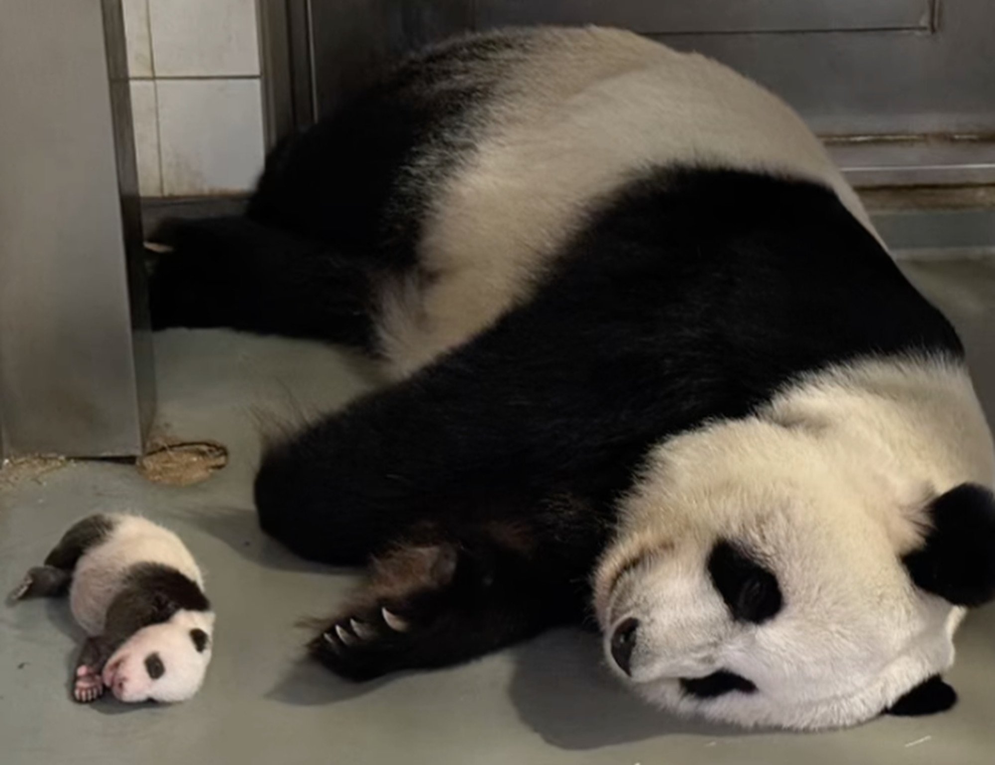 The cubs’ have delighted fans with their playful behaviour on social media. Photo: Instagram/pandahk_official