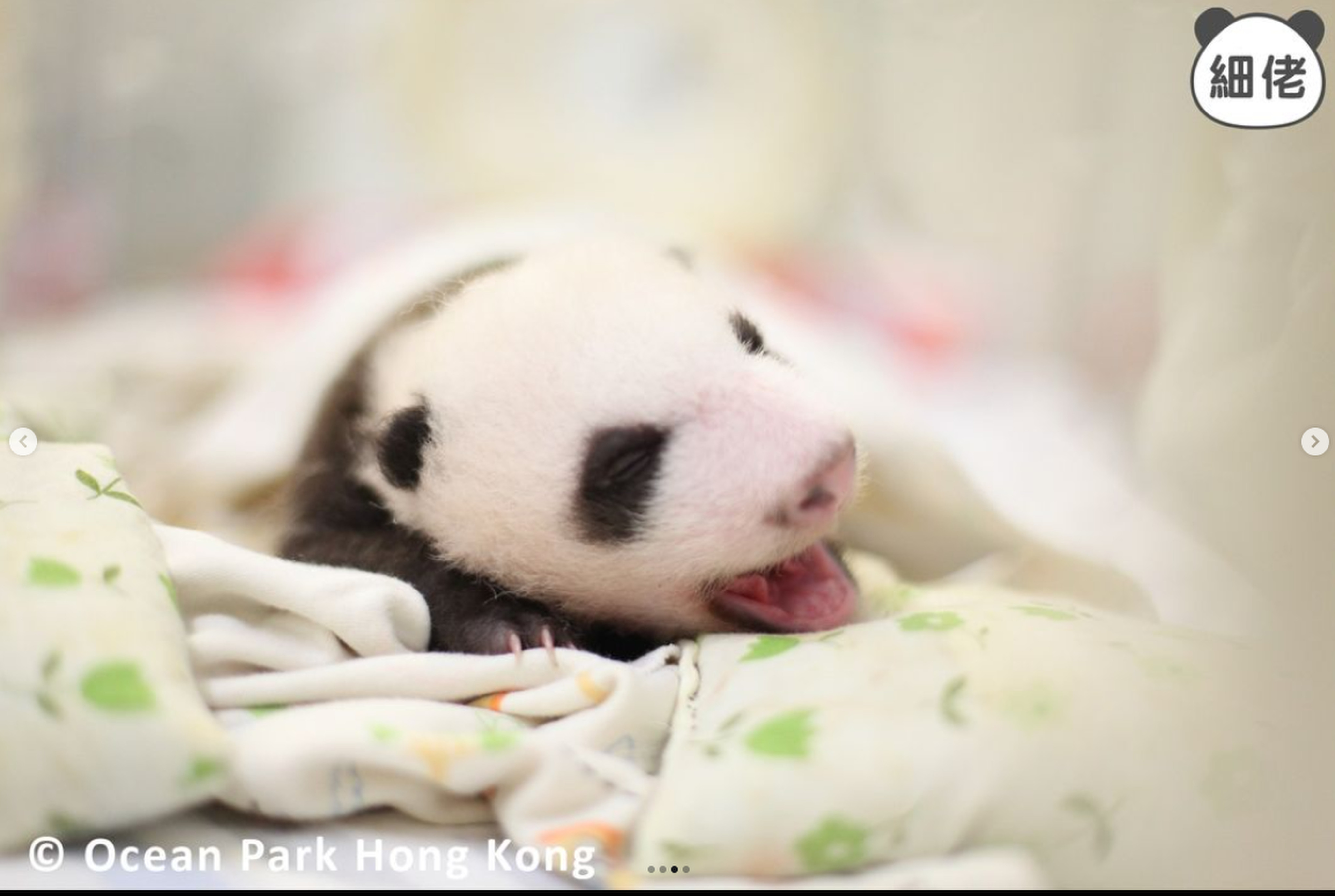 The cubs’ eyes have yet to fully open, but “separation” between the upper and lower eyelids has begun. Photo: Instagram/pandahk_official