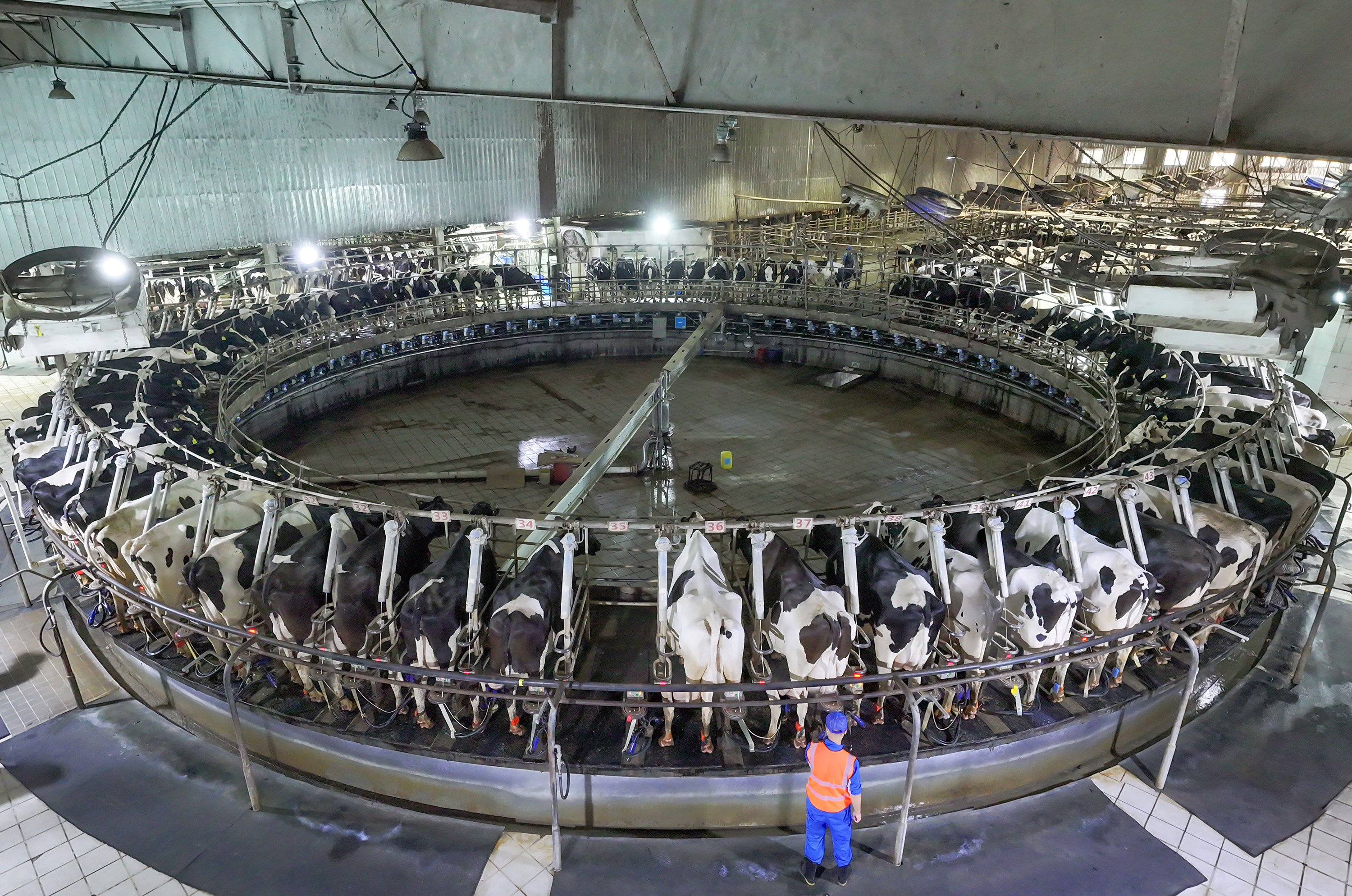 Workers work on a large modern milking line in Suqian, Jiangsu province. Photo: NurPhoto via Getty Images