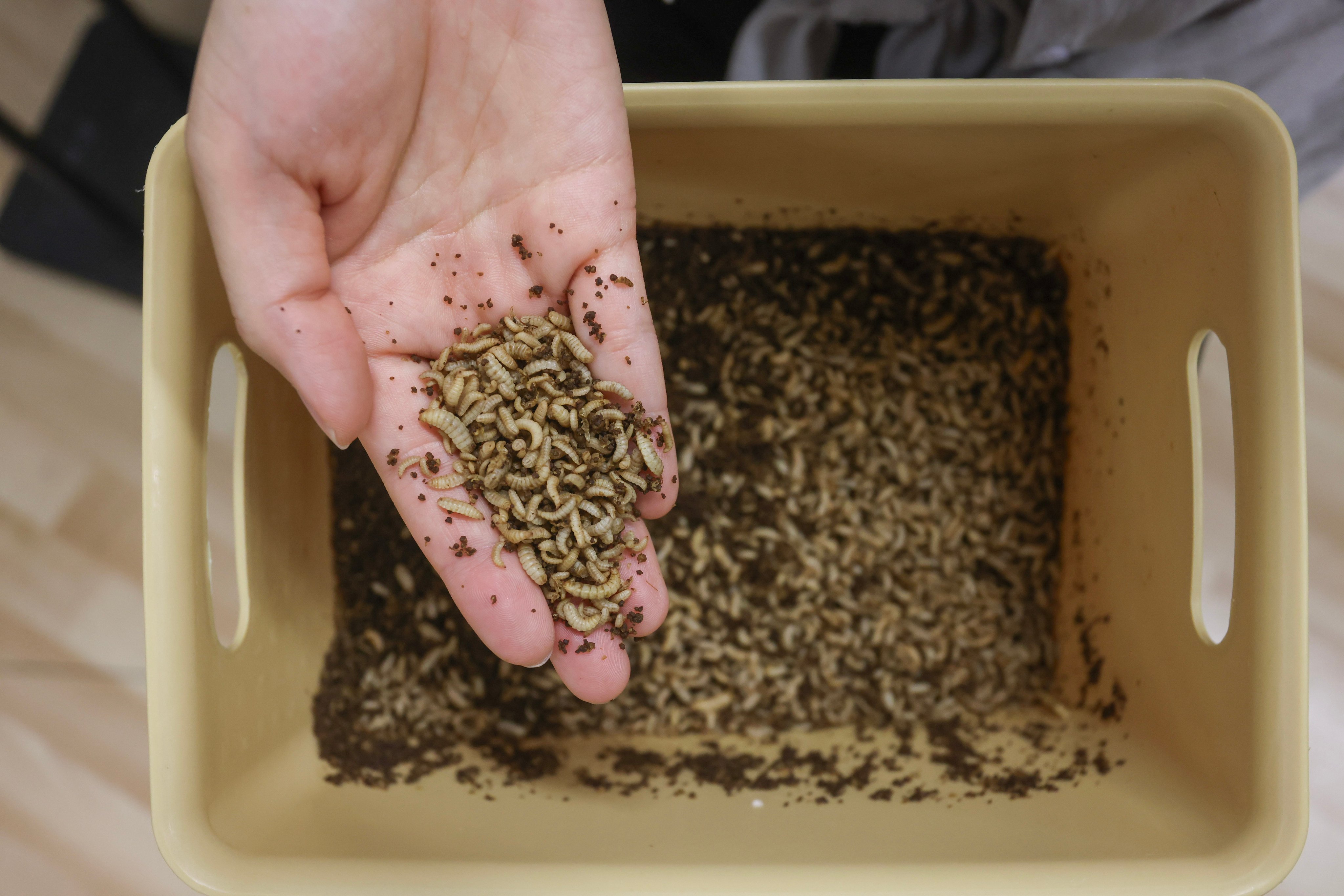 Rosie Chan holds the black soldier fly larvae that are responsible for eating organic waste. Photo: Jonathan Wong