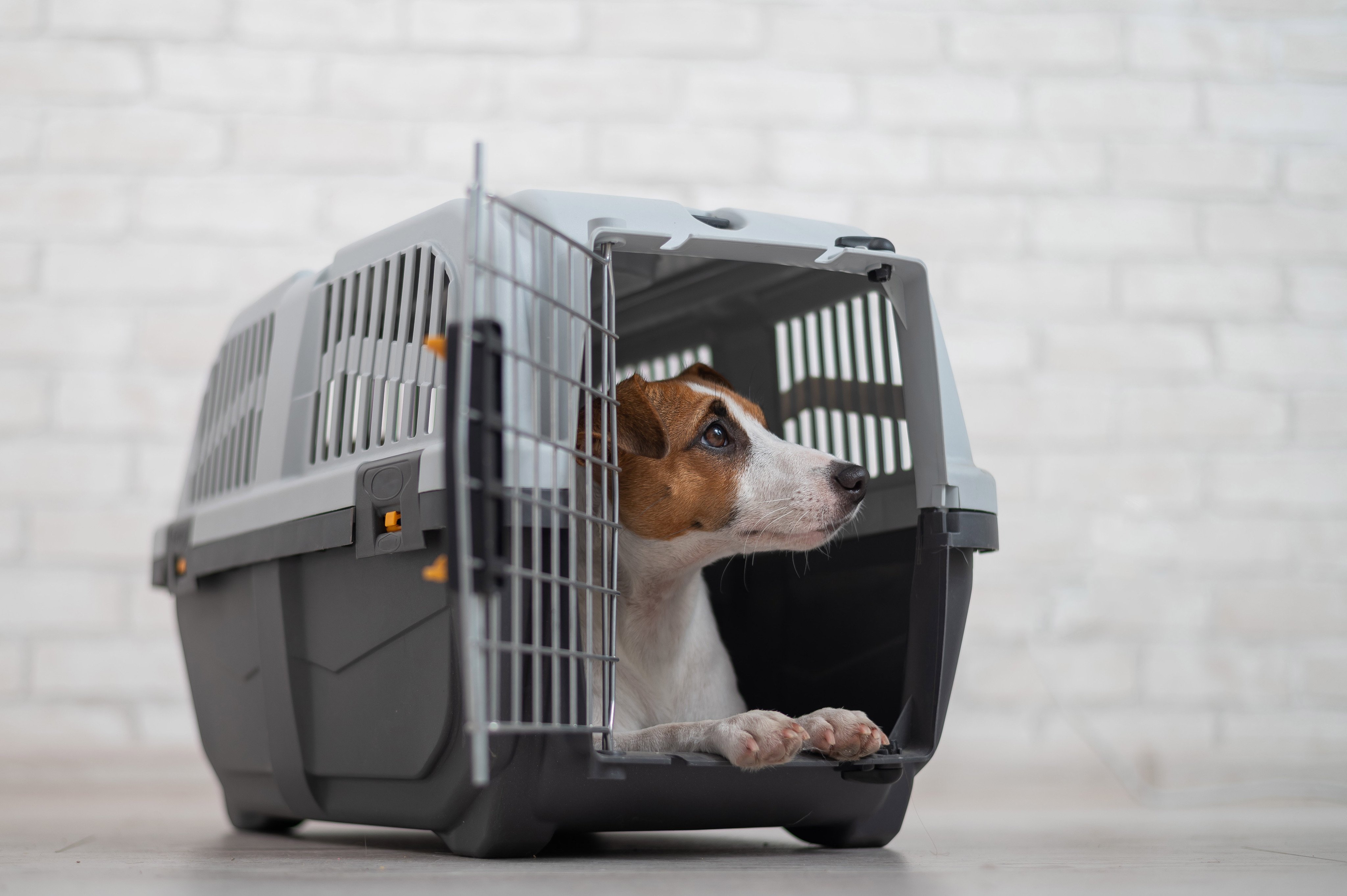 A survey by an organisation led by a Hong Kong lawmaker has found that most pet owners want quarantine regulations relaxed. Photo: Shutterstock