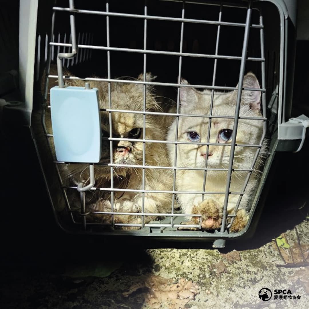 The Society for the Prevention of Cruelty to Animals says the abandoned cats are of a variety of breeds, which included expensive ones such as British Shorthairs and Chinchillas. Photo: Handout