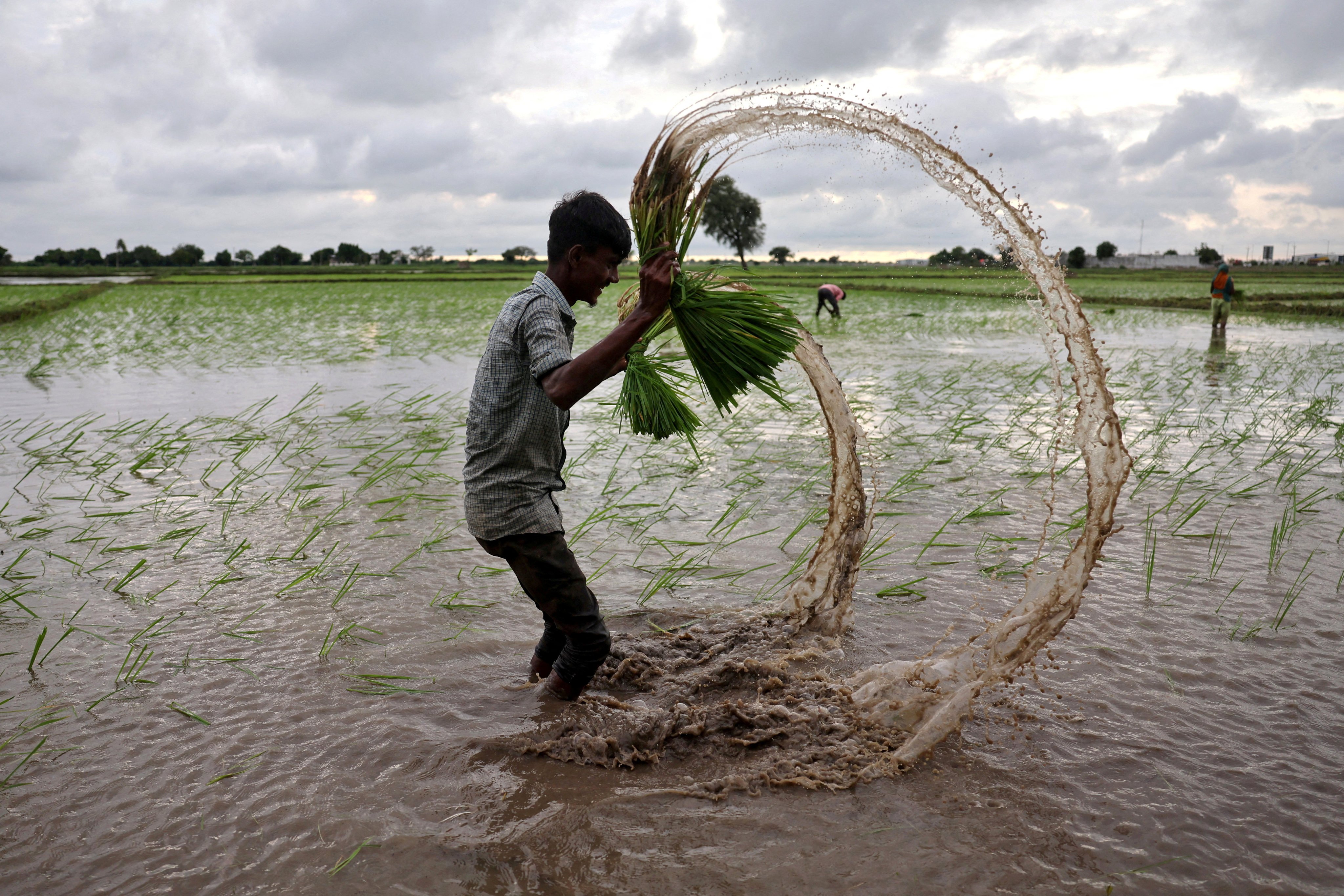 A farm labourer prepares to plant rice saplings in a field on the outskirts of Ahmedabad, Gujarat, India. Photo: Reuters