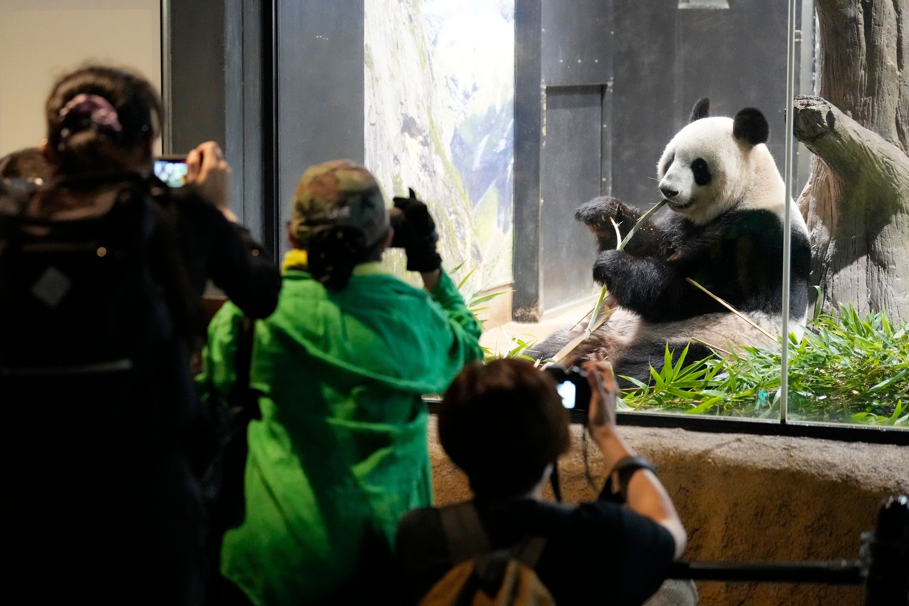 Visitors watch the giant panda Shin Shin at Ueno zoo in Tokyo on Saturday. Photo: AP