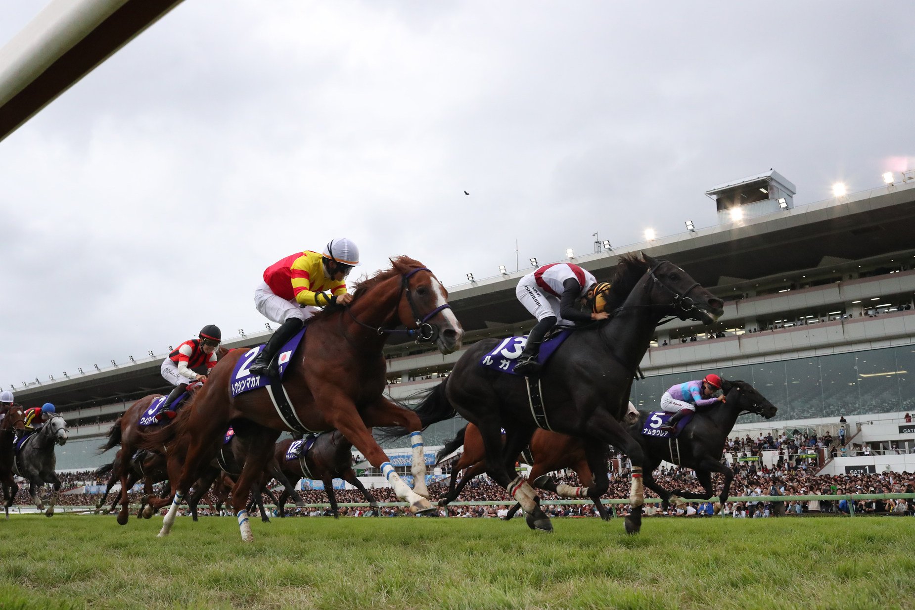 Lugal (red and white colours) wins Sunday’s Sprinters Stakes at Nakayama racecourse. Photo: JRA