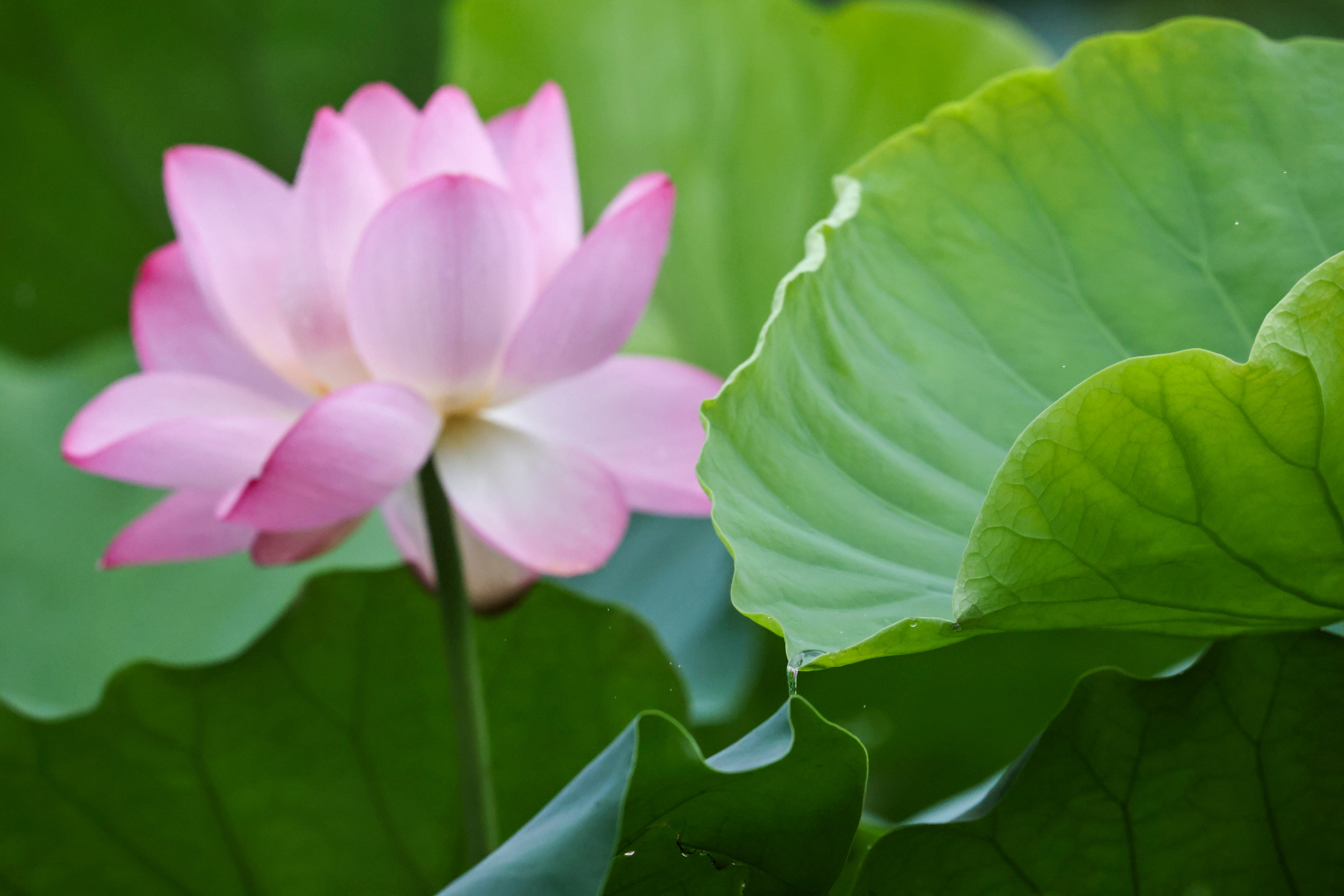 Chinese scientists have created energy from lotus leaves, opening the door to plants as a power source. Photo: K. Y. Cheng