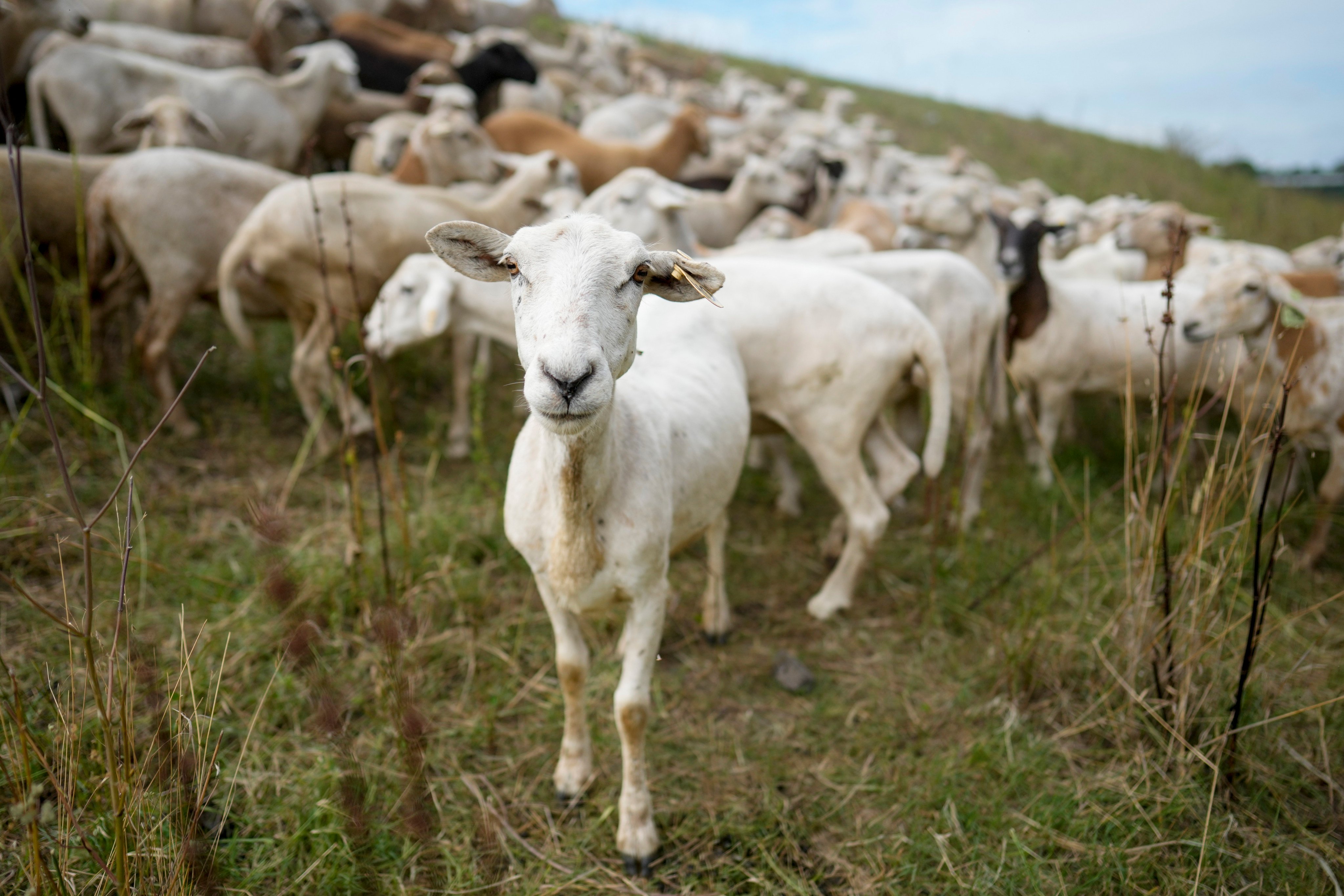 A flock of sheep called the Chew Crew graze along the Cumberland River bank in the US. Photo: AP