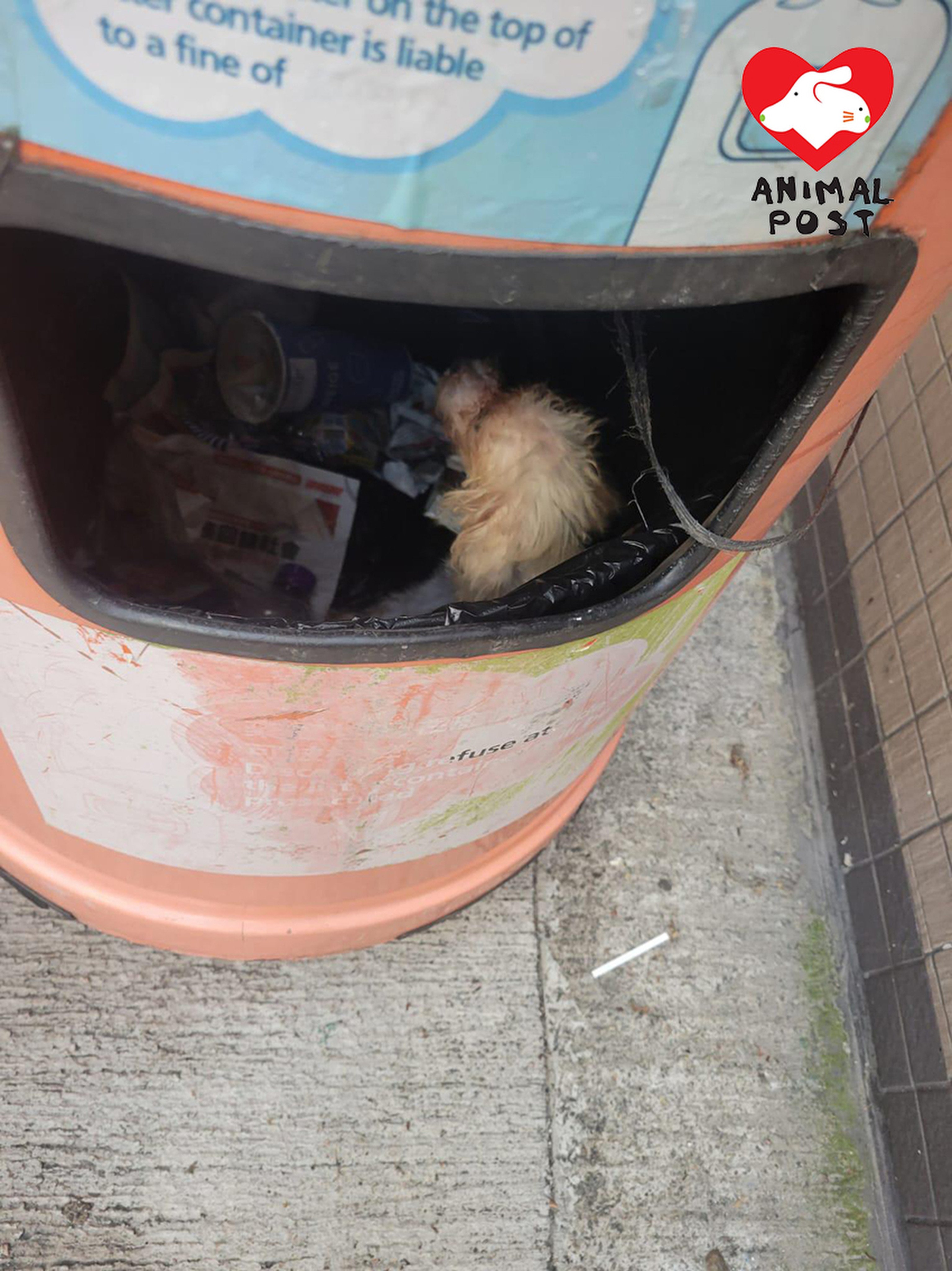 The white poodle was found in a rubbish bin in North Point by a passer-by, who called the police. Photo: Hong Kong Animal Post