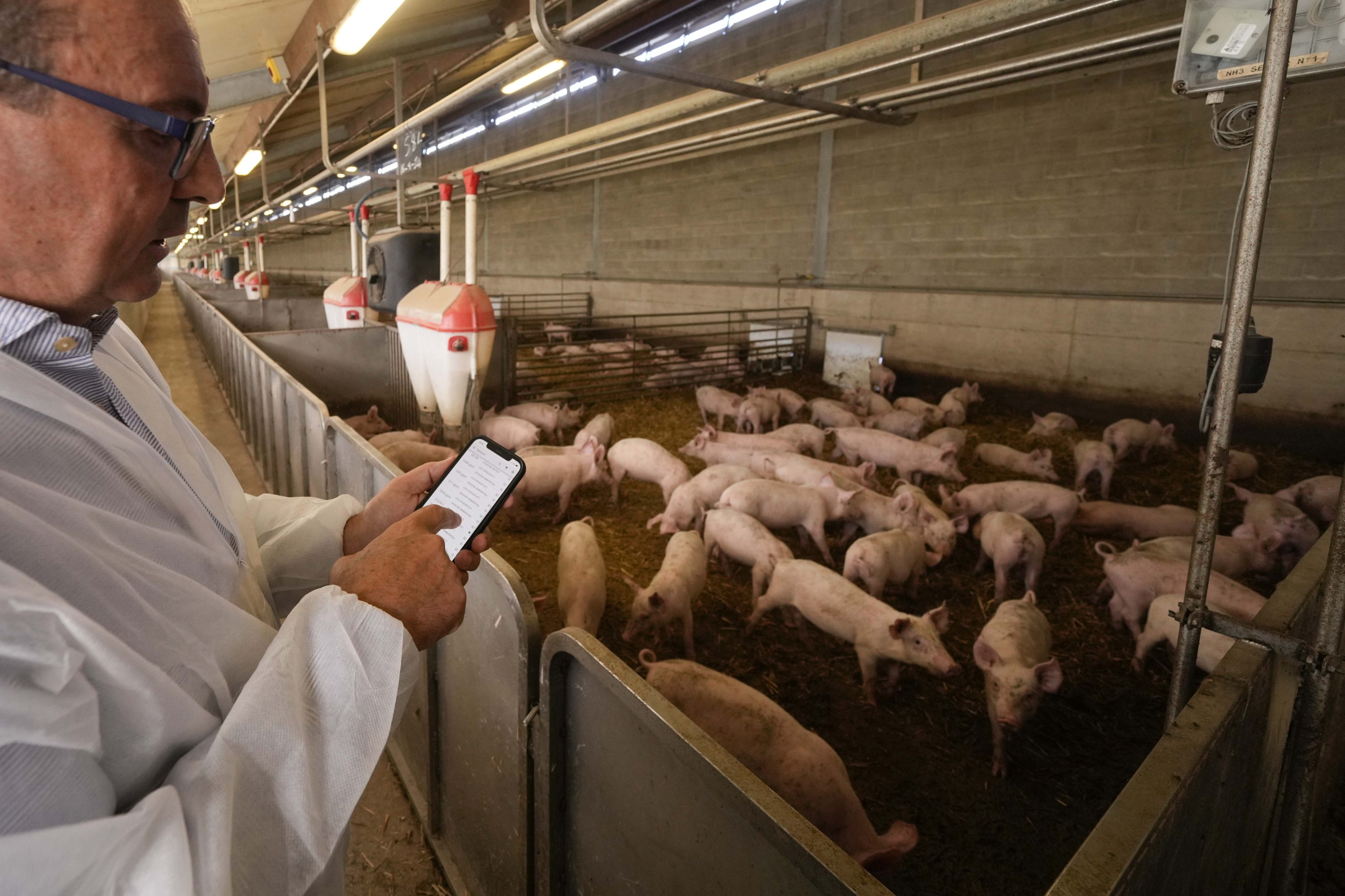 Sergio Visini, the founder of Piggly farm, controls technical data inside a shed of the farm in Pegognaga, near Mantova in northern Italy. Photo: AP