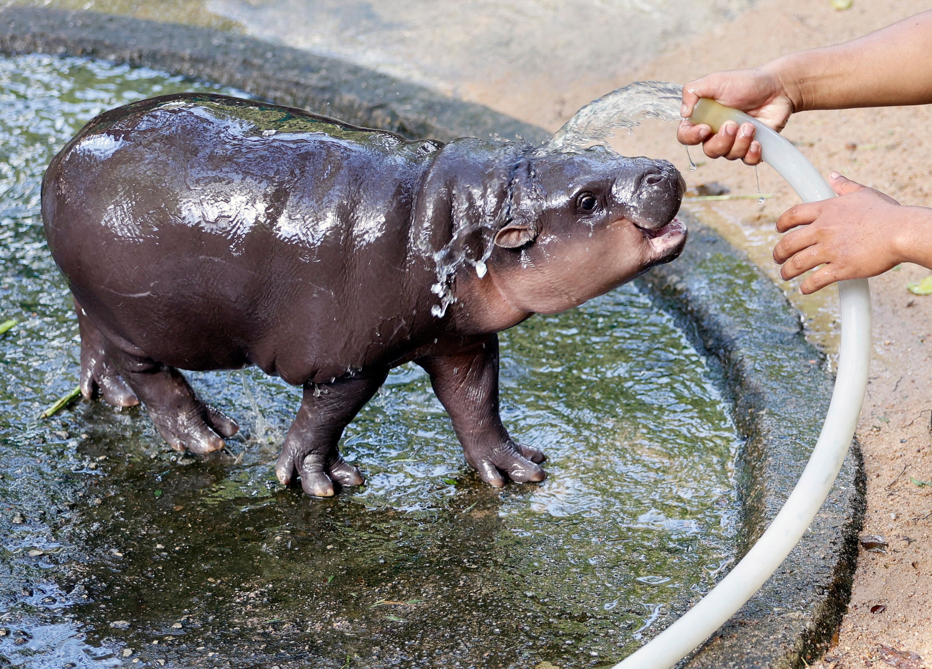 Moo Deng, a female baby pygmy hippo, became a Thai zoo’s starlet and global online celebrity after a zookeeper posted videos of her on social media. Photo: EPA-EFE