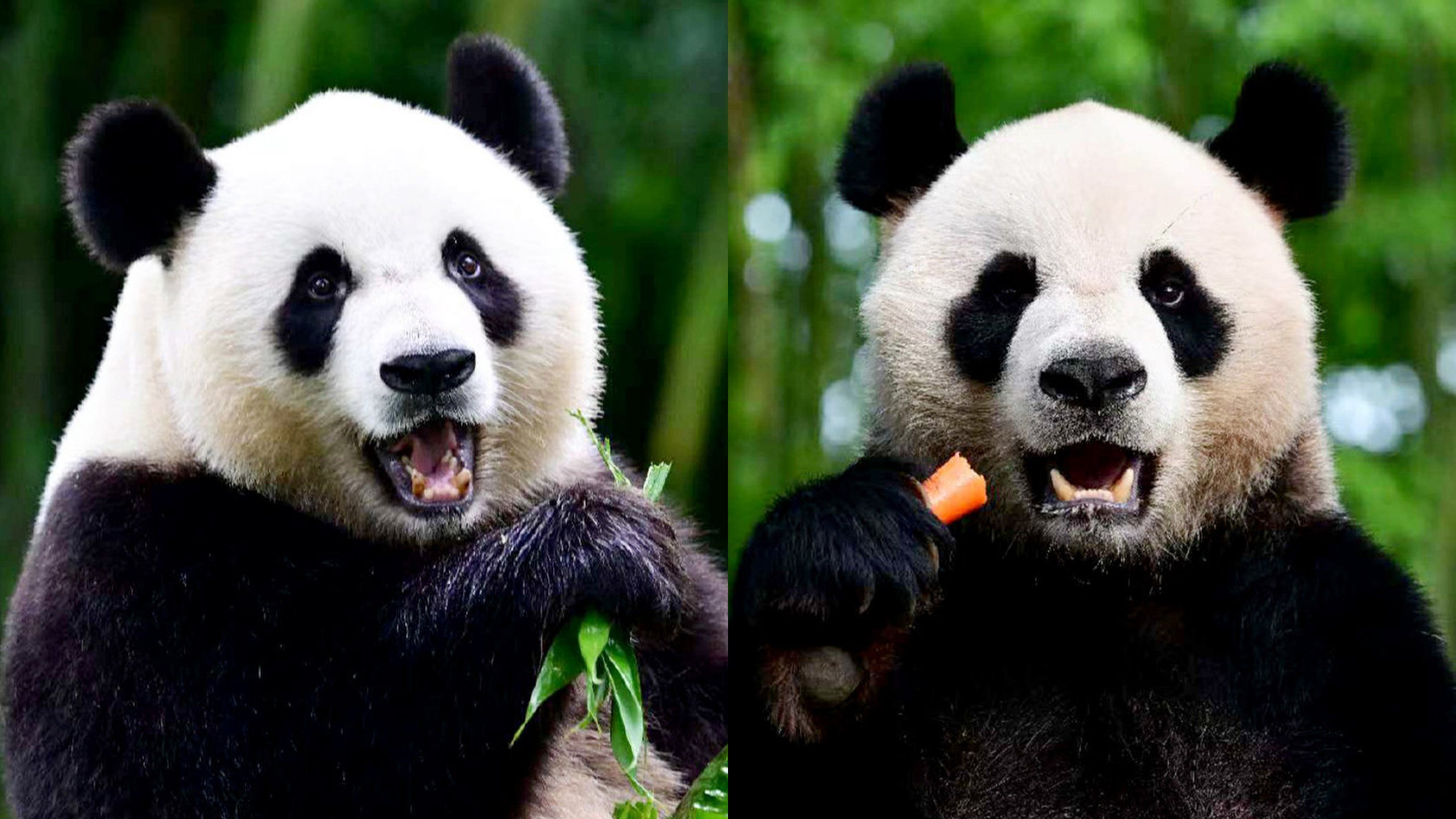 Ke Ke (left) and An An, the giant pandas gifted by Beijing, are expected to be ready to meet the Hong Kong public around Christmas, at the earliest. Photo: Bifengxia Panda Base