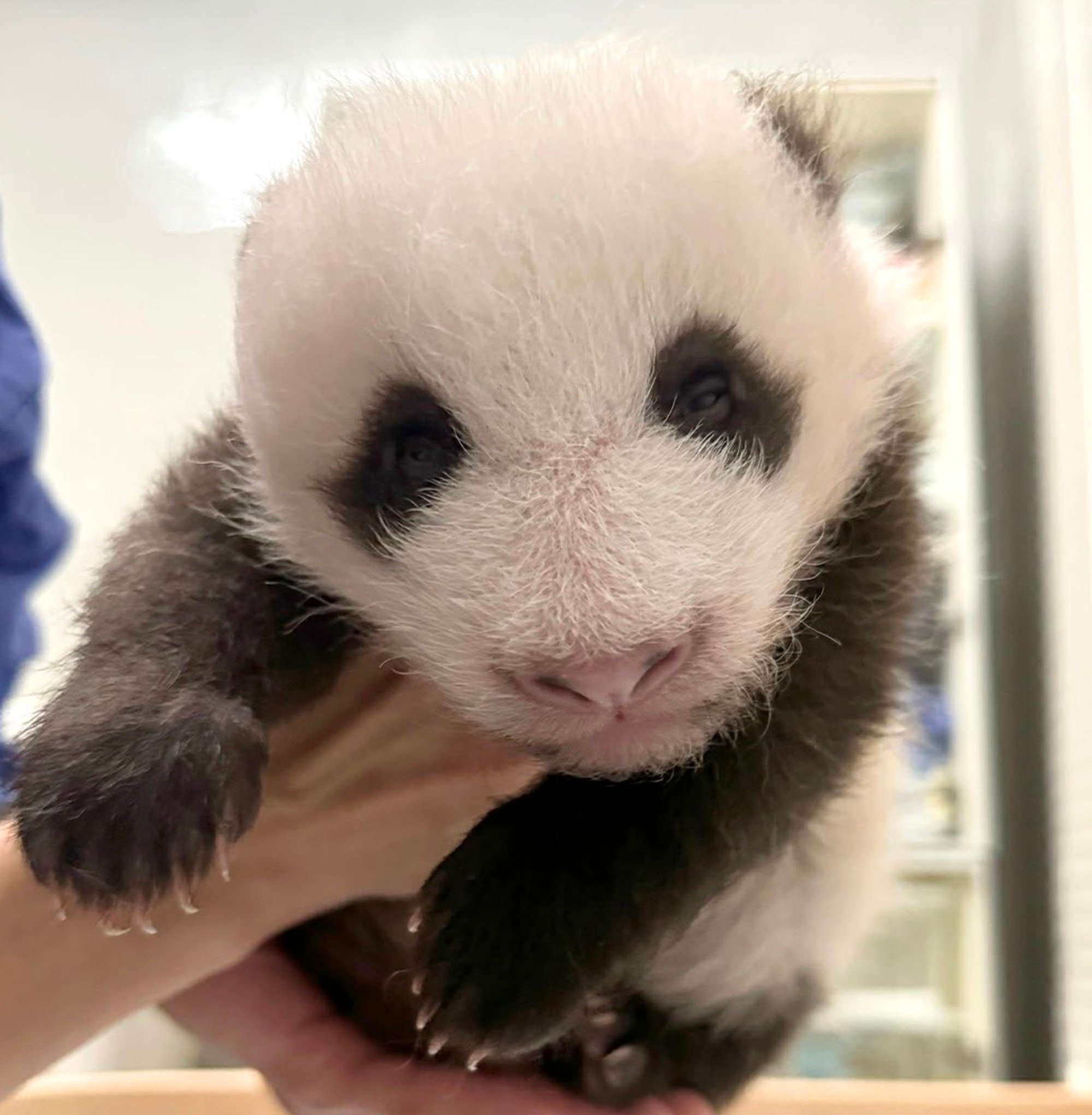 “Elder Sister” now weighs more than 1.6kg. Photo: Ocean Park