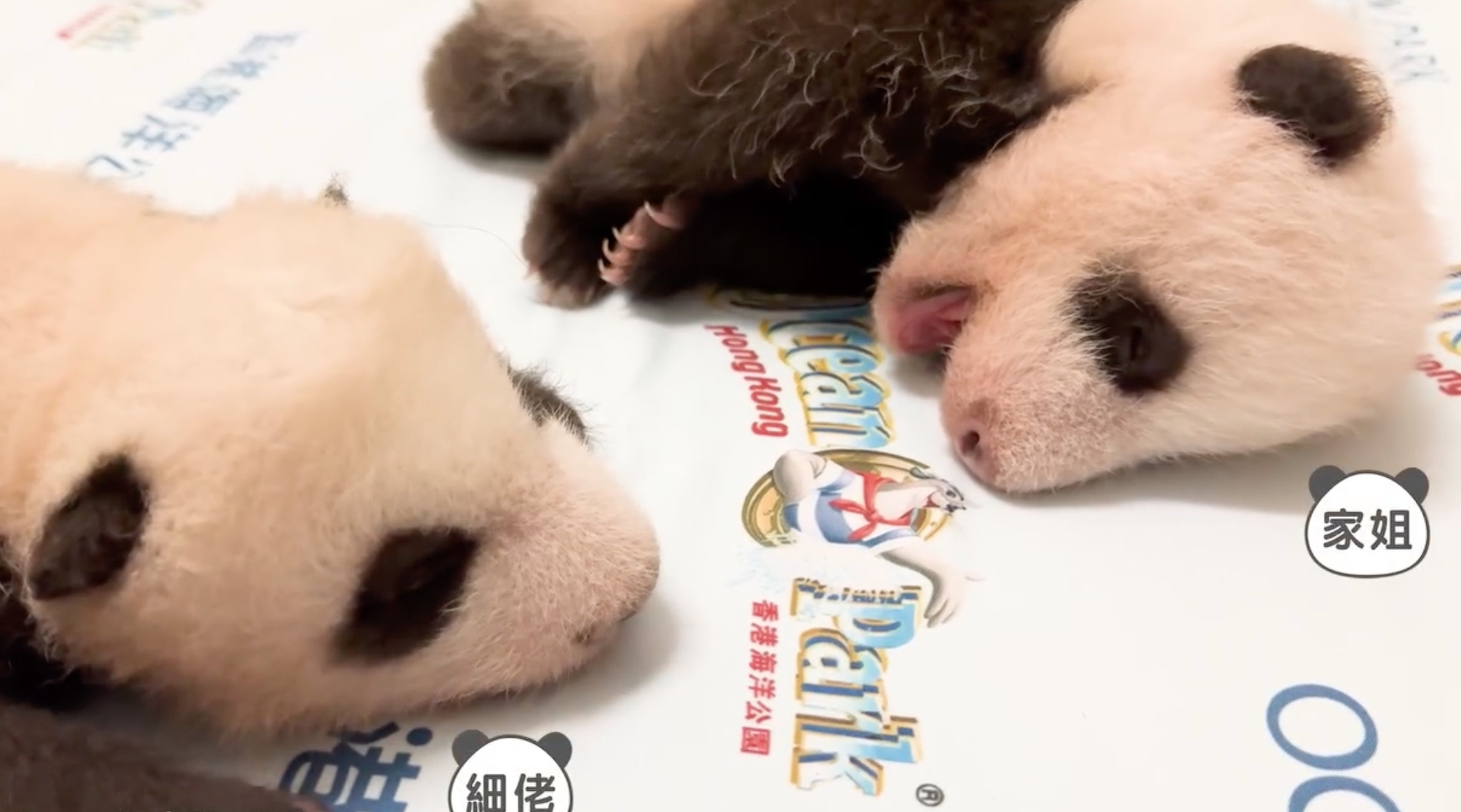 Normally, one cub spends time with a caretaker as the other is nursed by Ying Ying, who is learning the ropes of motherhood. Photo: Ocean Park