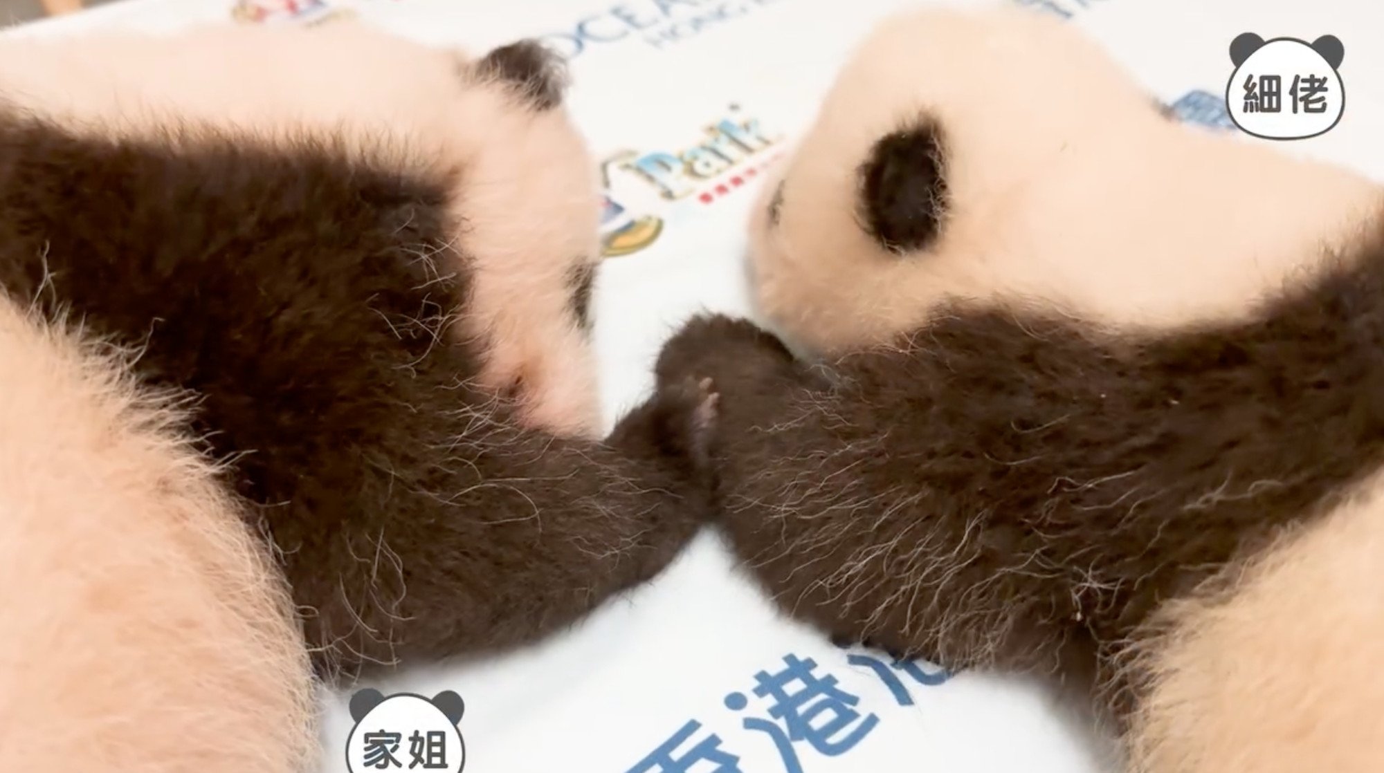 The two cubs were also captured in a rare moment together, with the “Elder Sister” placing her paw on her brother’s arm. Photo: Ocean Park