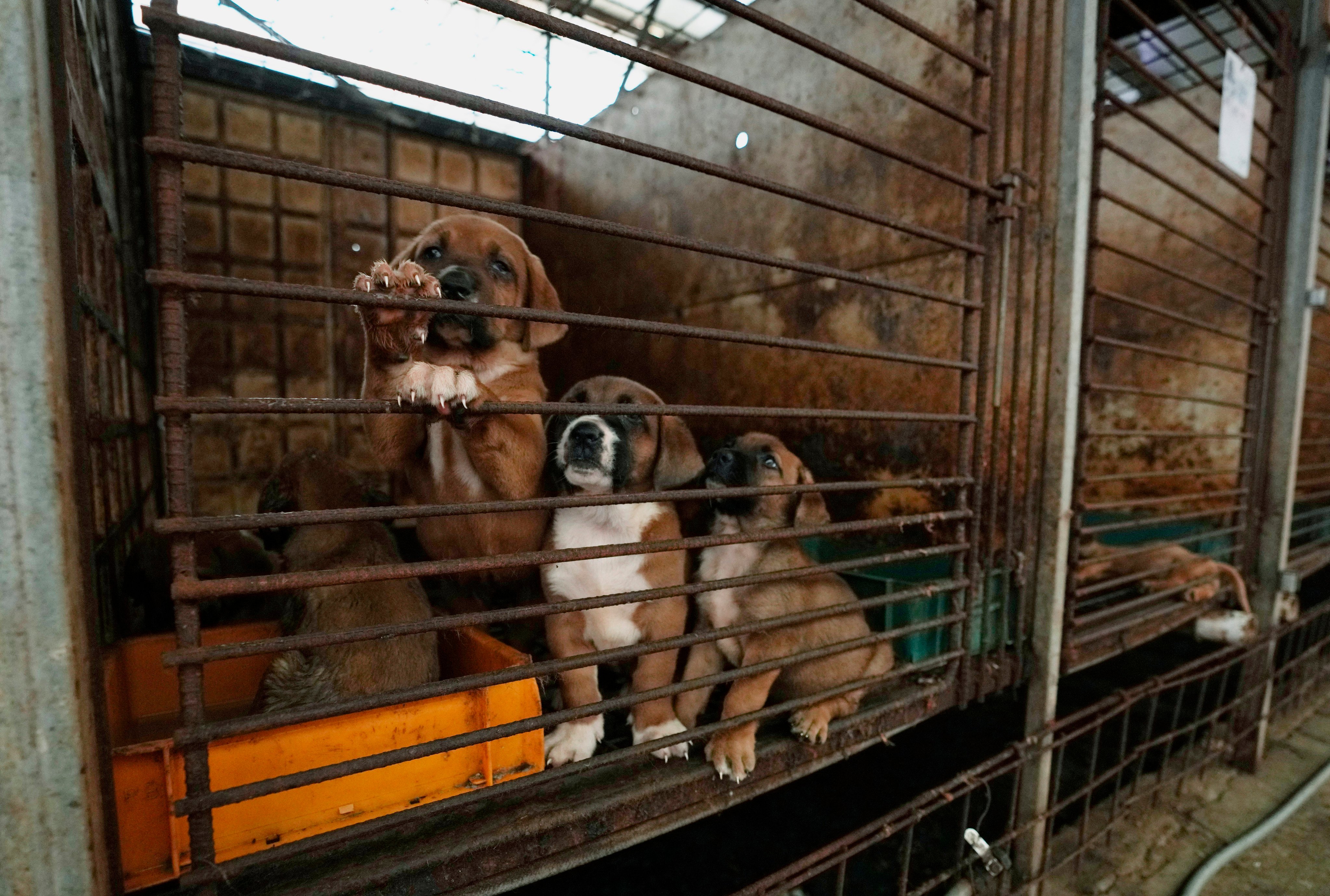 Dogs in a cage at a farm in Pyeongtaek, South Korea. Photo: AP