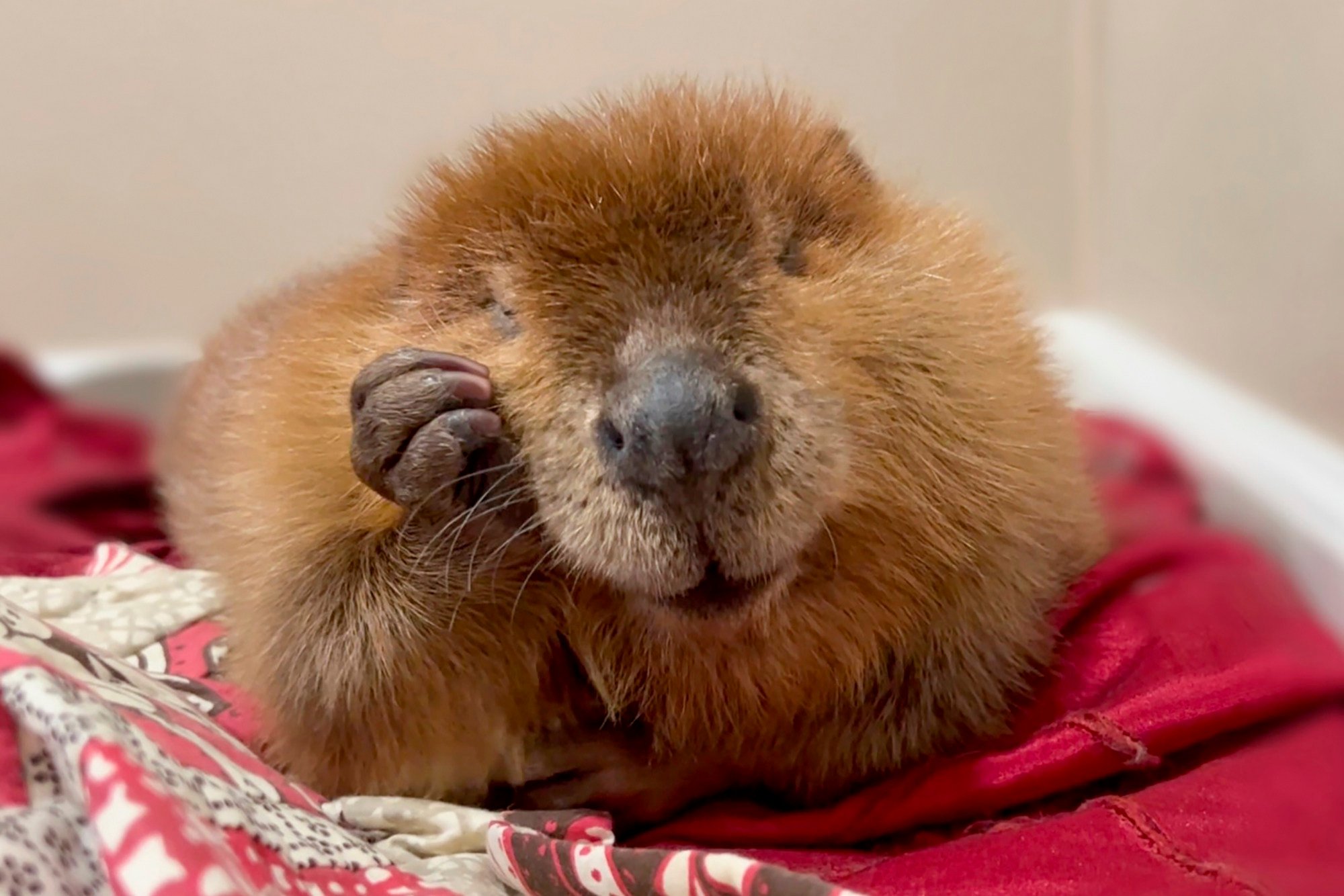 For now, Nibi will allowed to stay in her home at Newhouse Wildlife Rescue in Chelmsford, located northwest of Boston. Photo: AP