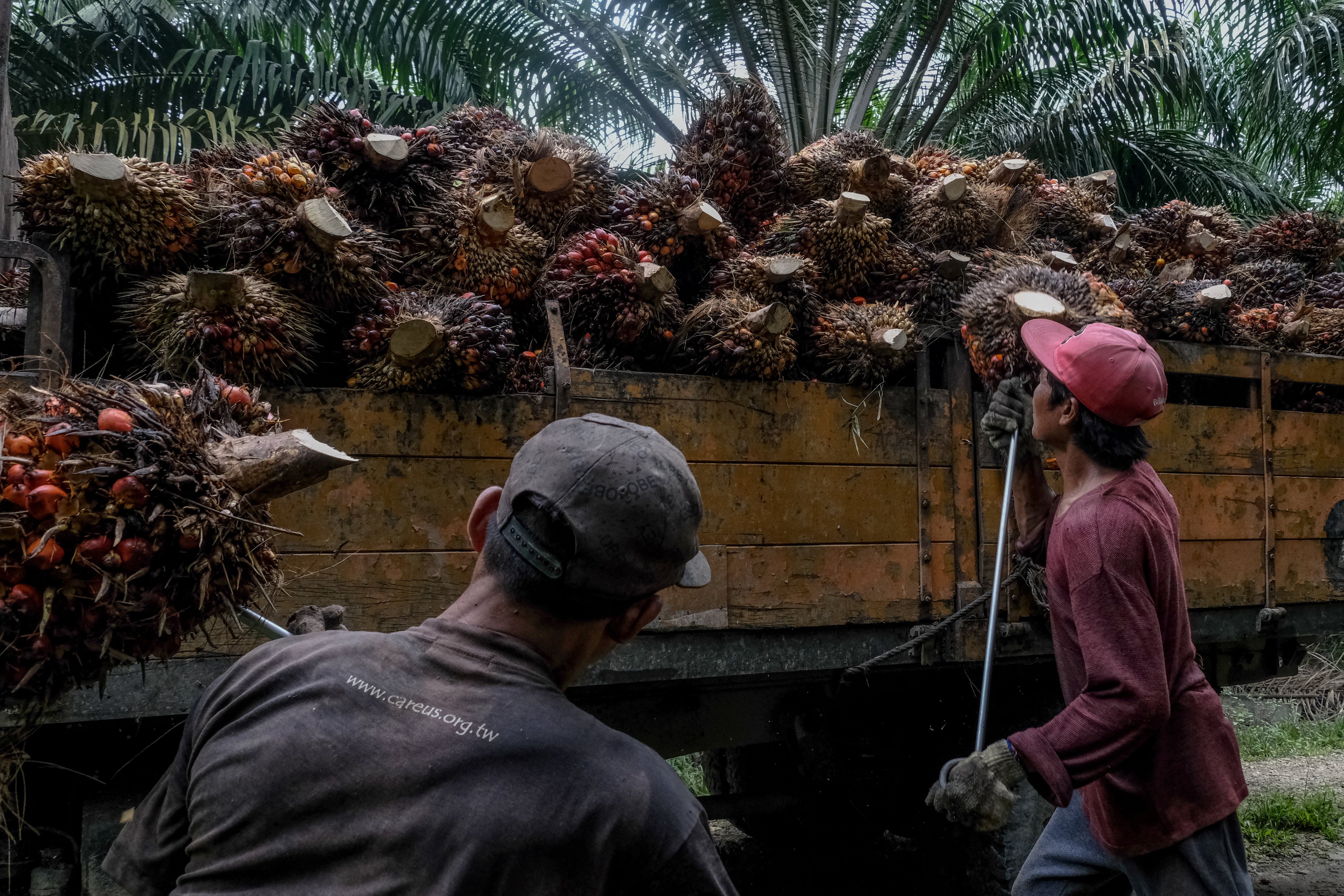 Workers load harvested palm oil fruit bunches onto a truck at a plantation in Selangor, Malaysia. Photo: Bloomberg