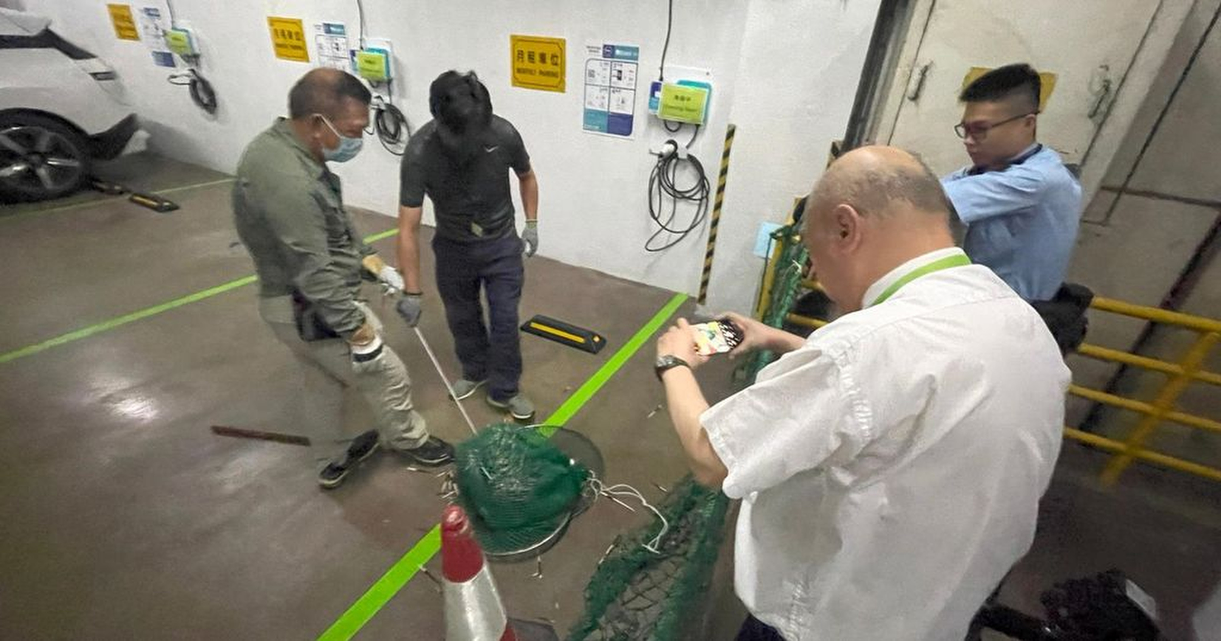 Workers use a long-handled net to catch the animal. Photo: Handout