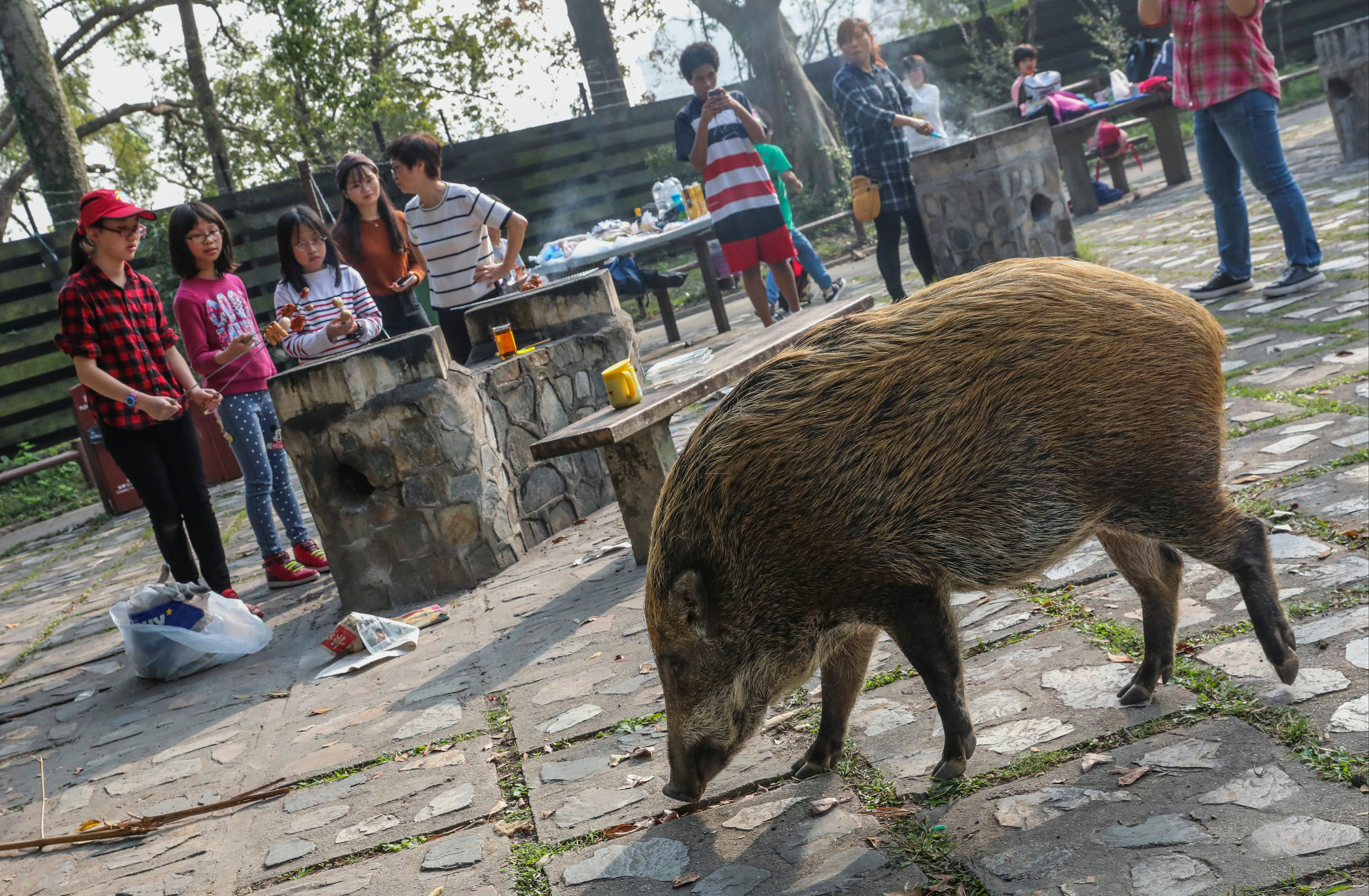 Experts have warned of a growing trend of boars being fed by humans, encouraging them to approach people. Photo: Felix Wong